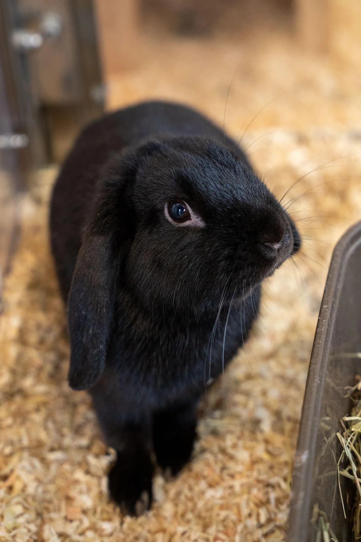 Pepper, schwarz male mixed breed for adoption at Tierheim Bochum, Bochum