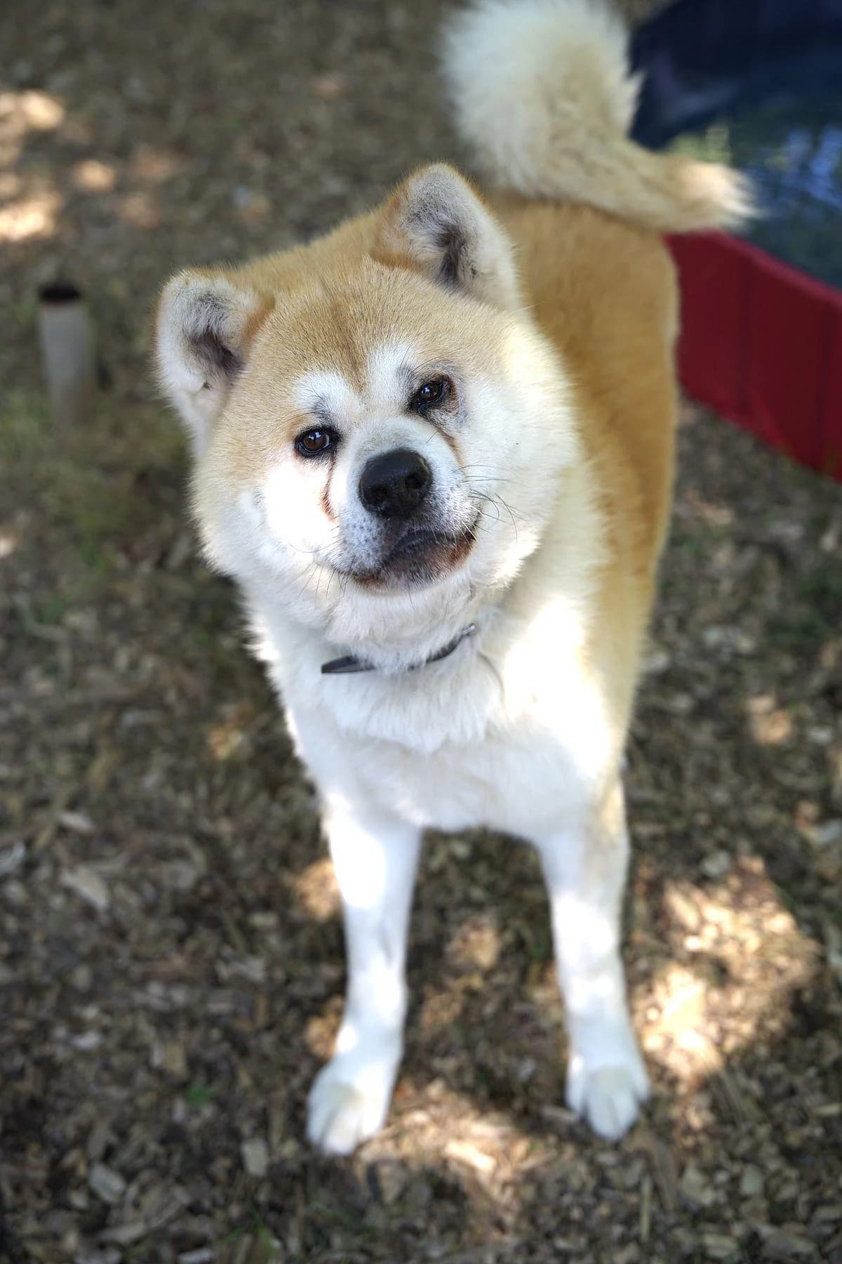 Rocky, rot-weiß male young Akita for adoption at Tierheim Bochum, Bochum