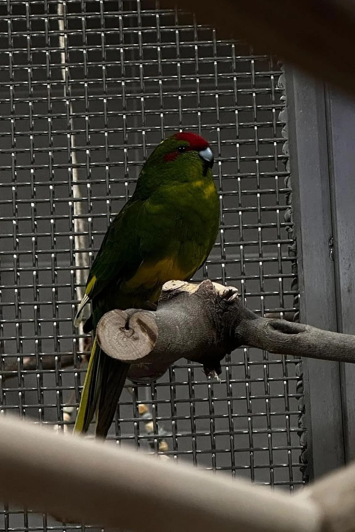 Sam, bunt male mixed breed for adoption at Tierheim Bochum, Bochum