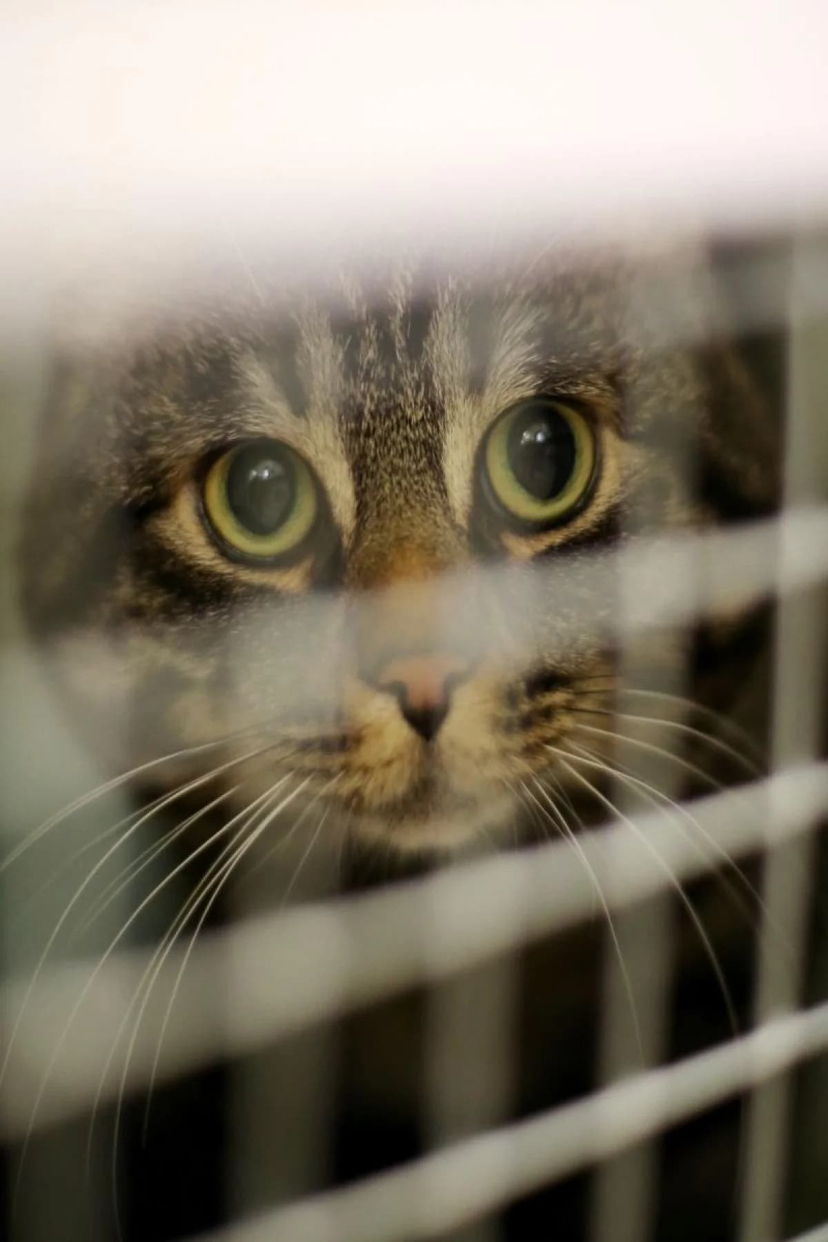 Halbwilde, unterschiedlich male European Shorthair for adoption at Tierheim Bochum, Bochum