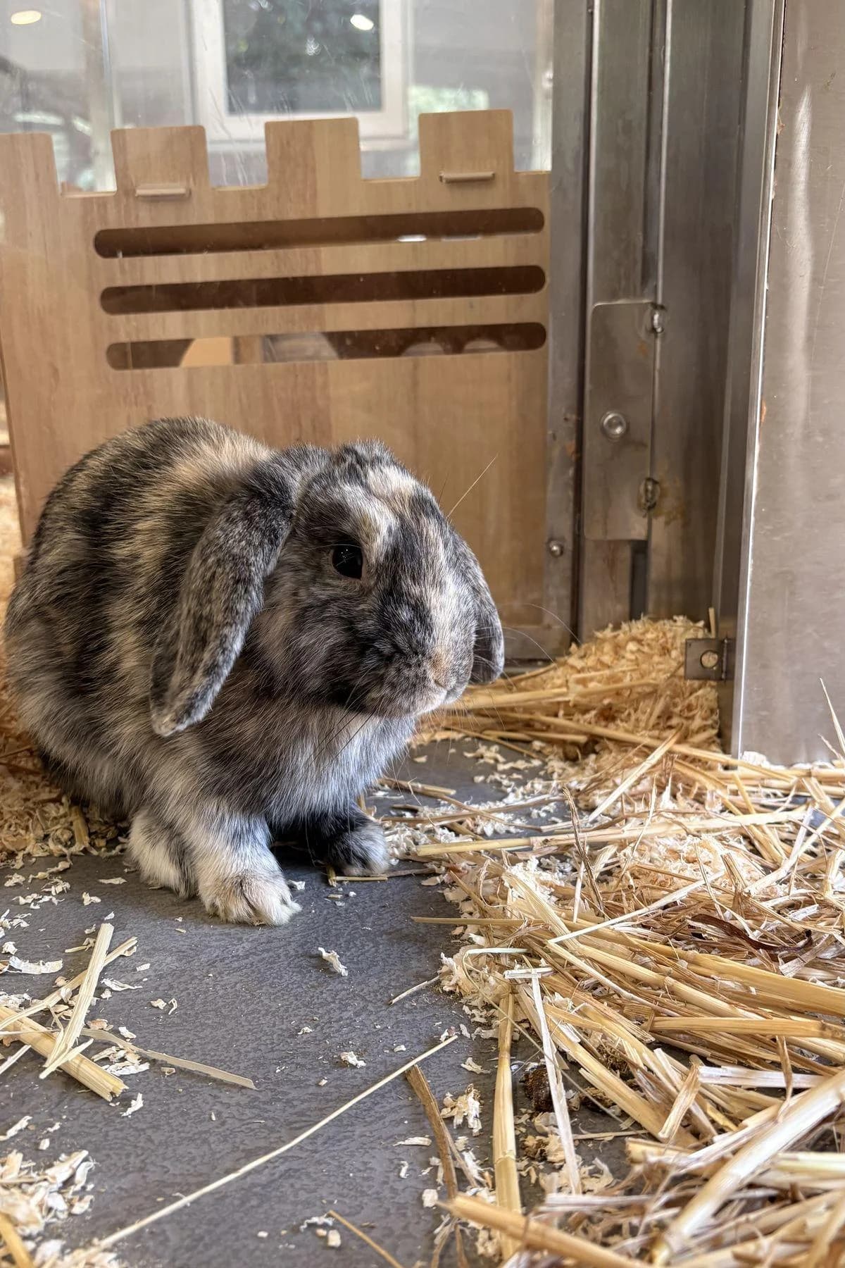 Track, japaner male mixed breed for adoption at Tierheim Bochum, Bochum