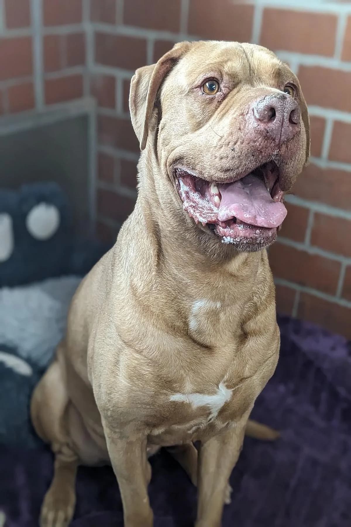 Pablo, rot male senior Cane Corso for adoption at Tierheim Bochum, Bochum
