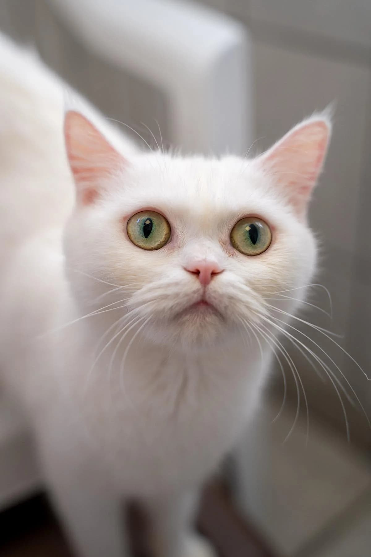 Lemon, weiß female young European Shorthair for adoption at Tierheim Bochum, Bochum