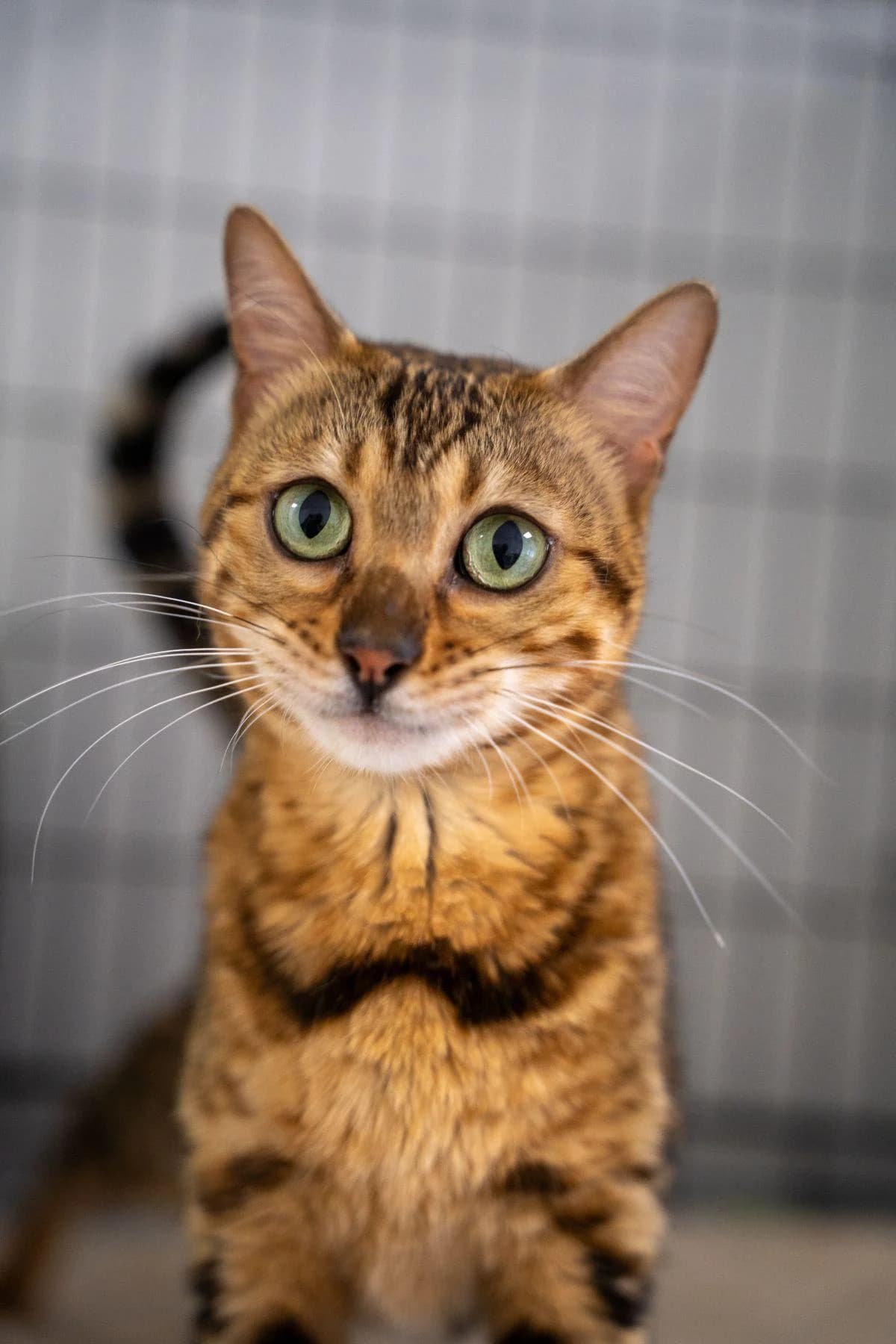 Billa, chocolate point female 4yo Bengal for adoption at Tierheim Bochum, Bochum
