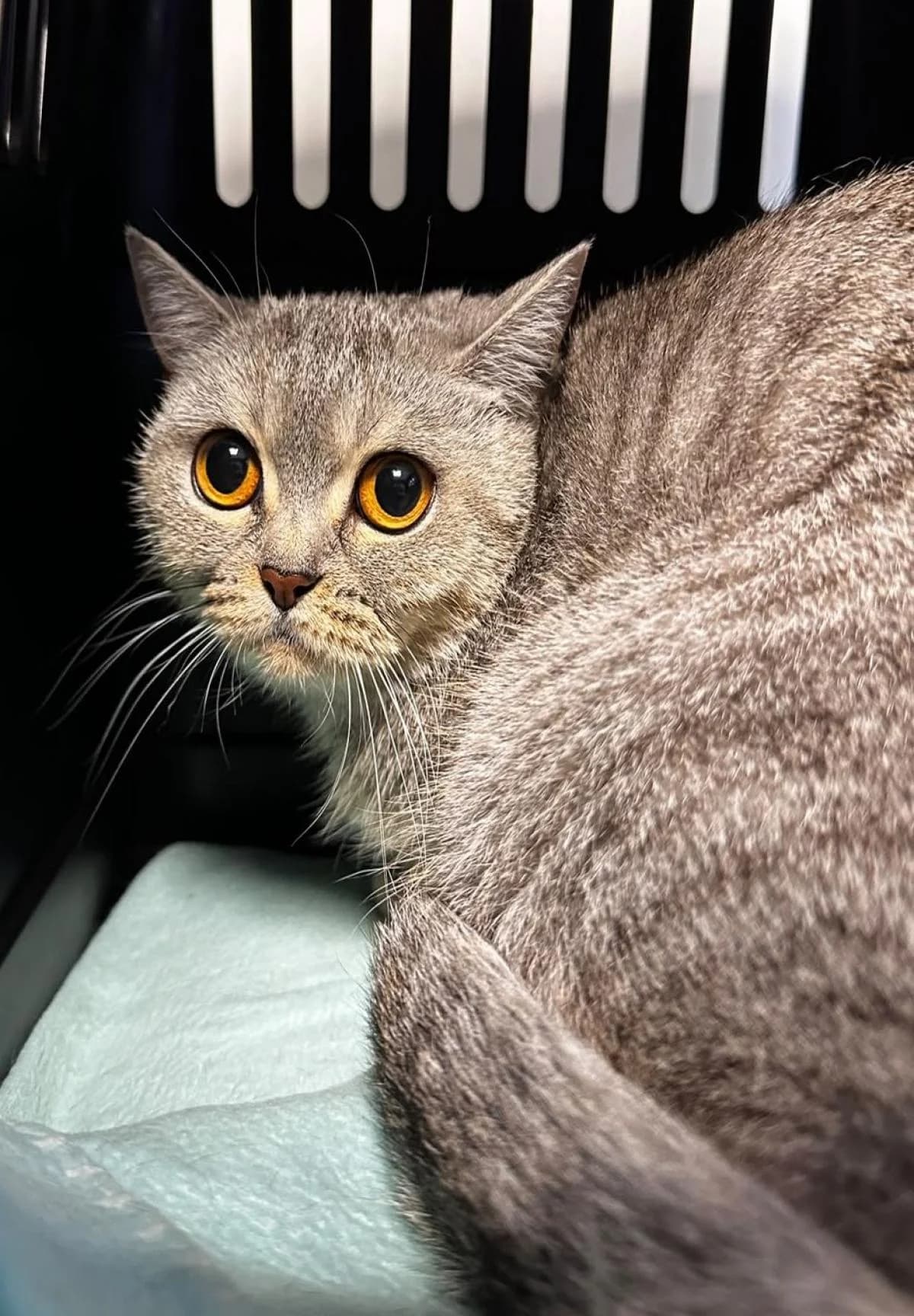 Amber, getigert female young British Shorthair for adoption at Tierheim Bochum, Bochum