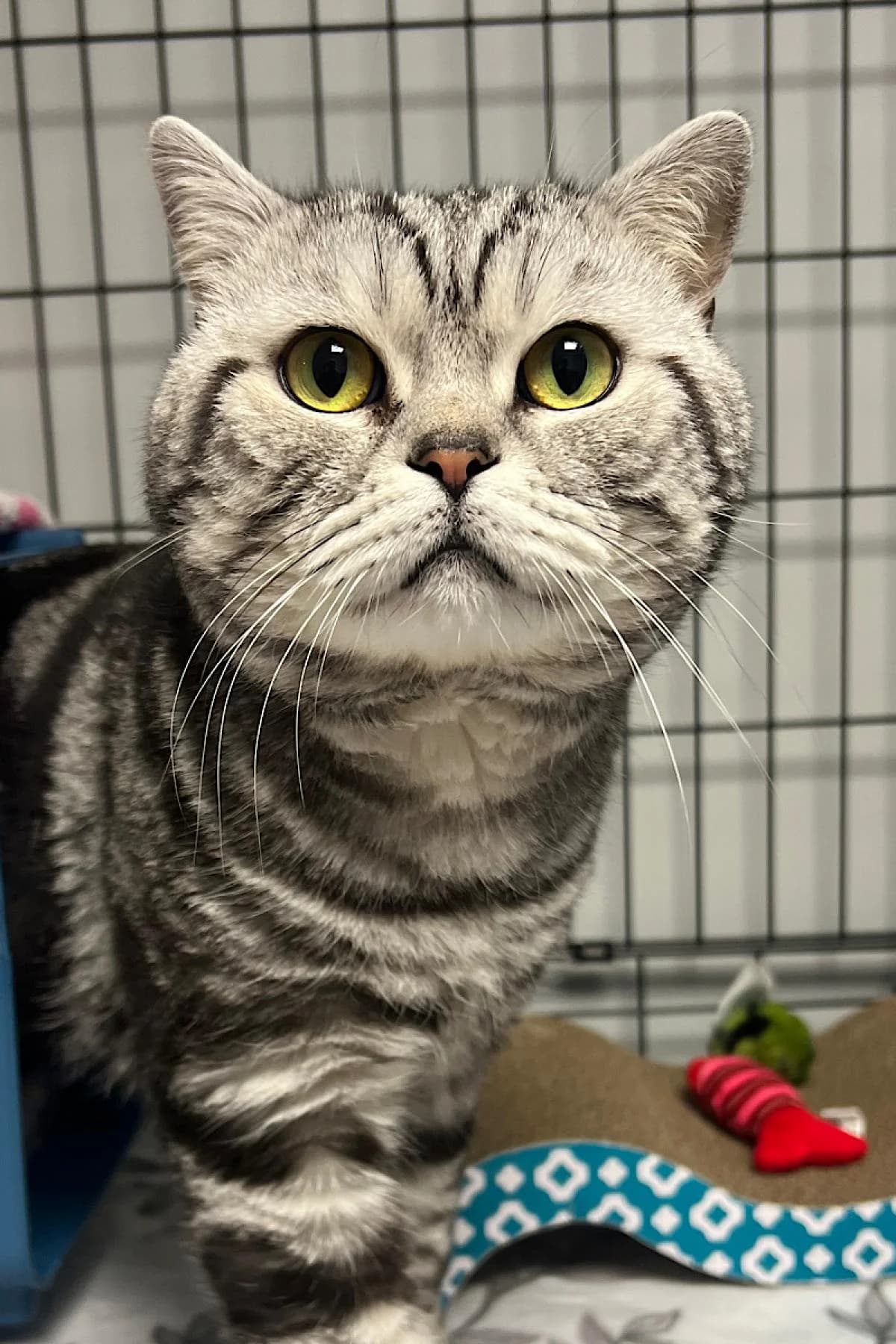 Egon, silbertiger male 5yo British Shorthair for adoption at Tierheim Bochum, Bochum