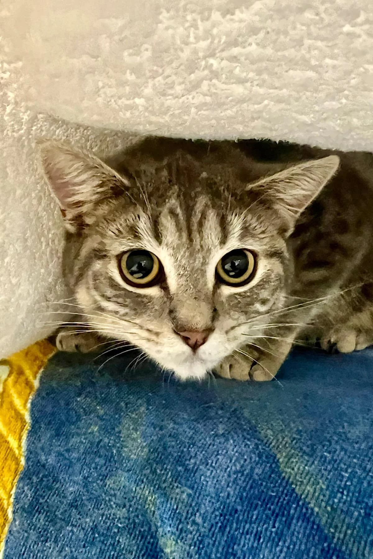 Hysterie, getigert female British Shorthair for adoption at Tierheim Bochum, Bochum