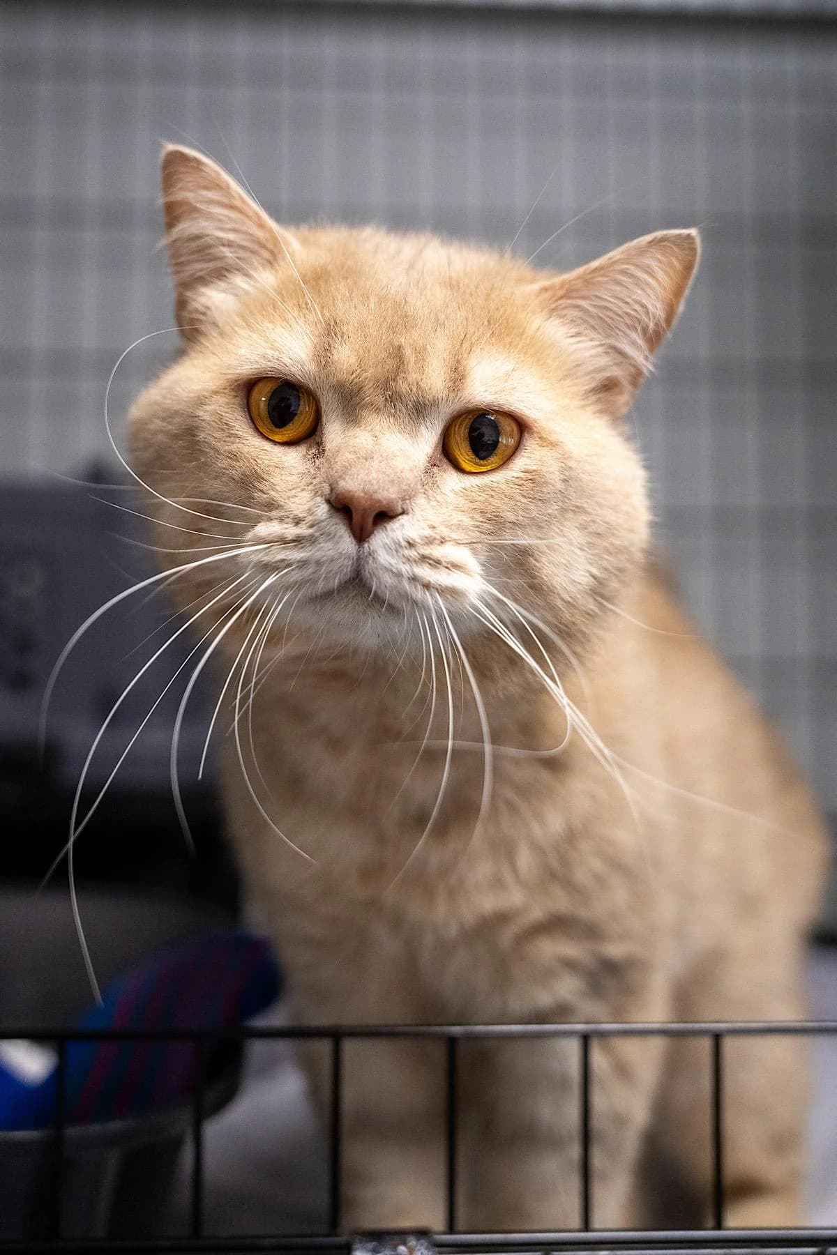 Lars, creme male young British Shorthair for adoption at Tierheim Bochum, Bochum
