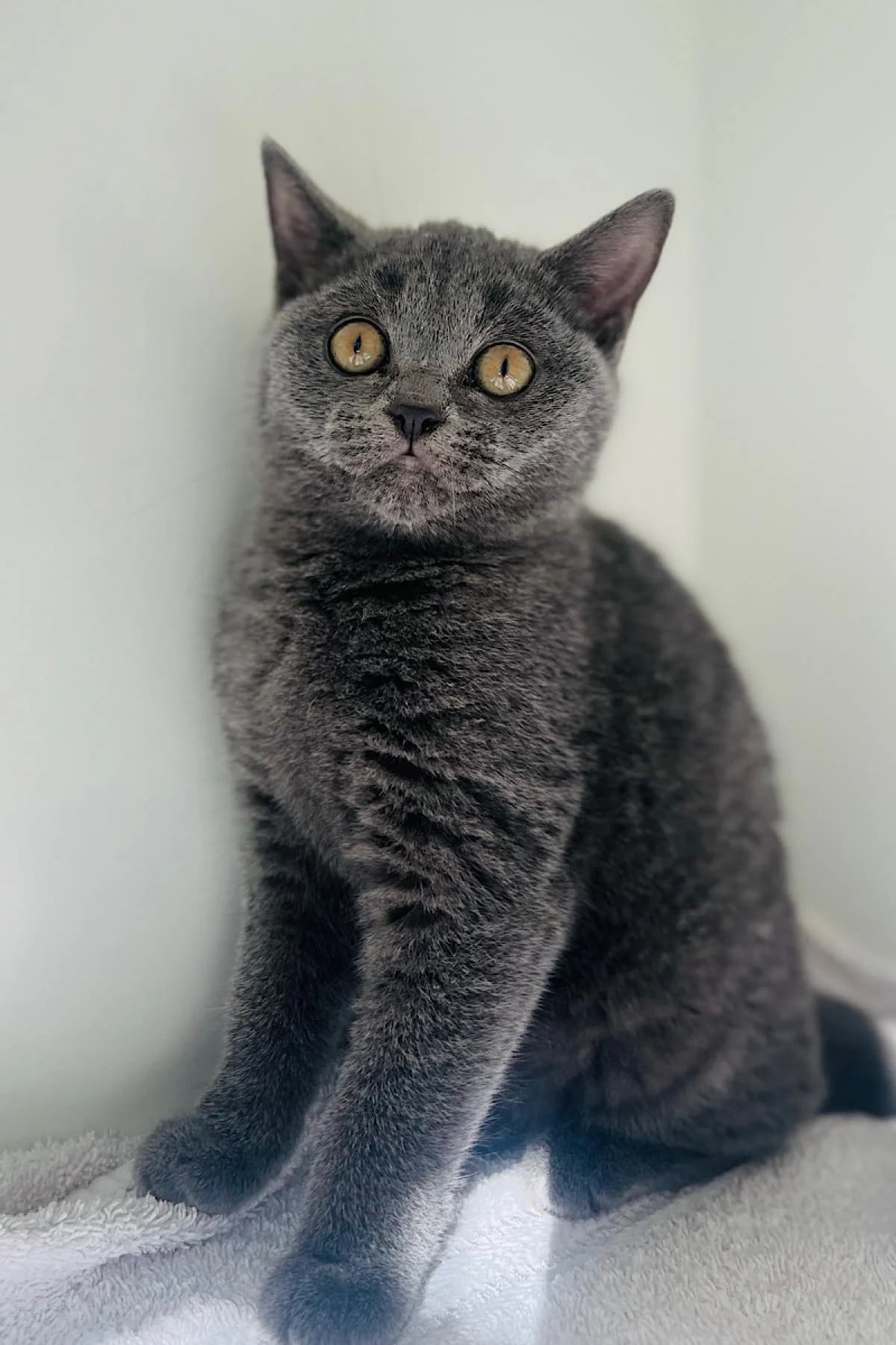 Lissy & Lilu, getigert und blau female British Shorthair for adoption at Tierheim Bochum, Bochum