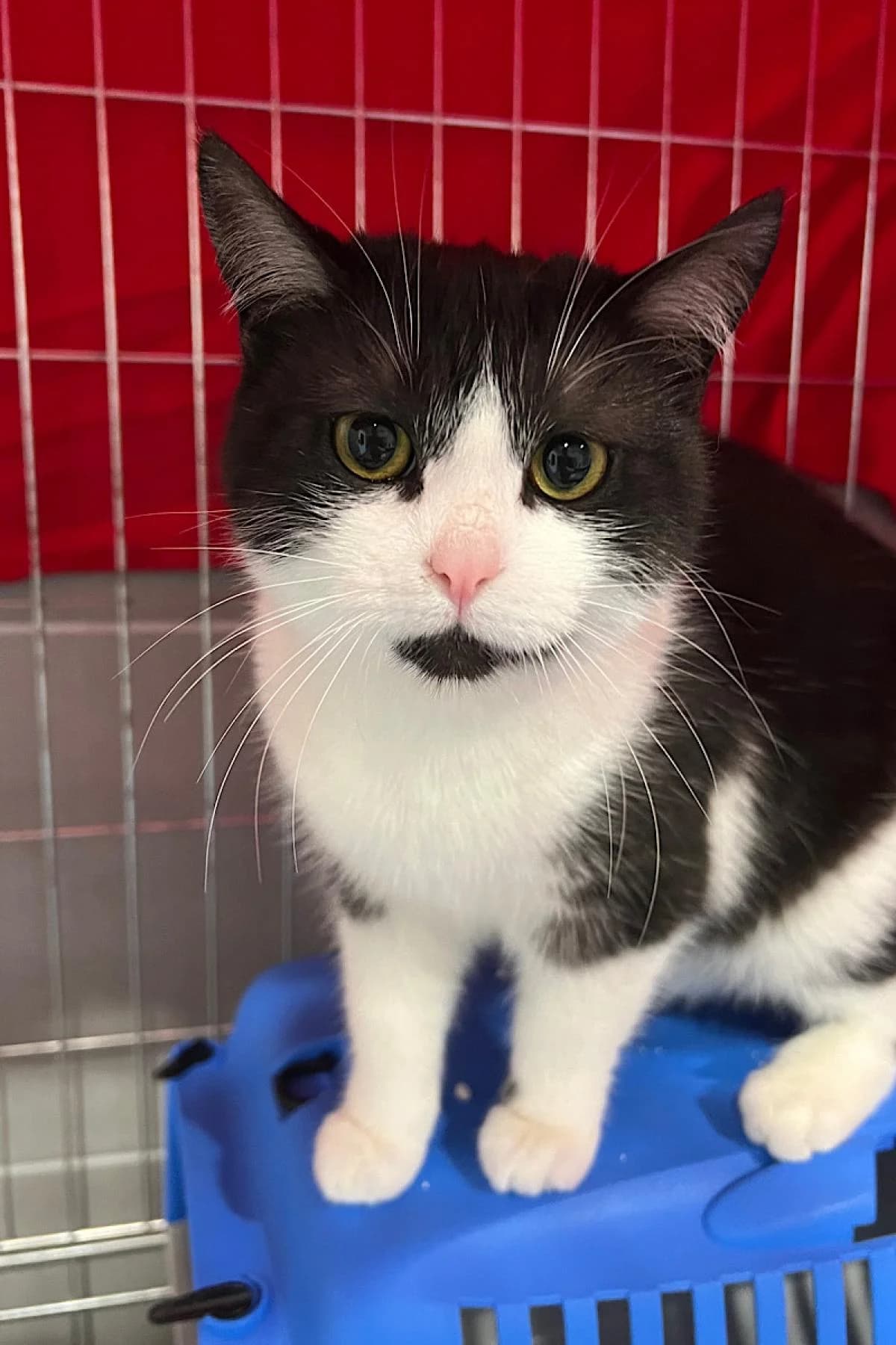 Nuri, female British Shorthair for adoption at Bochum