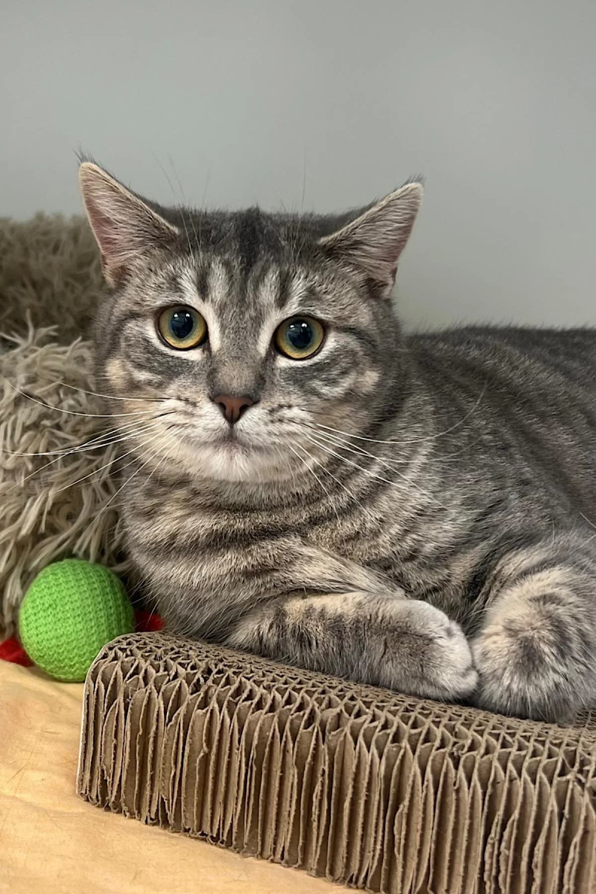 Schröder, graugetigert male British Shorthair for adoption at Tierheim Bochum, Bochum
