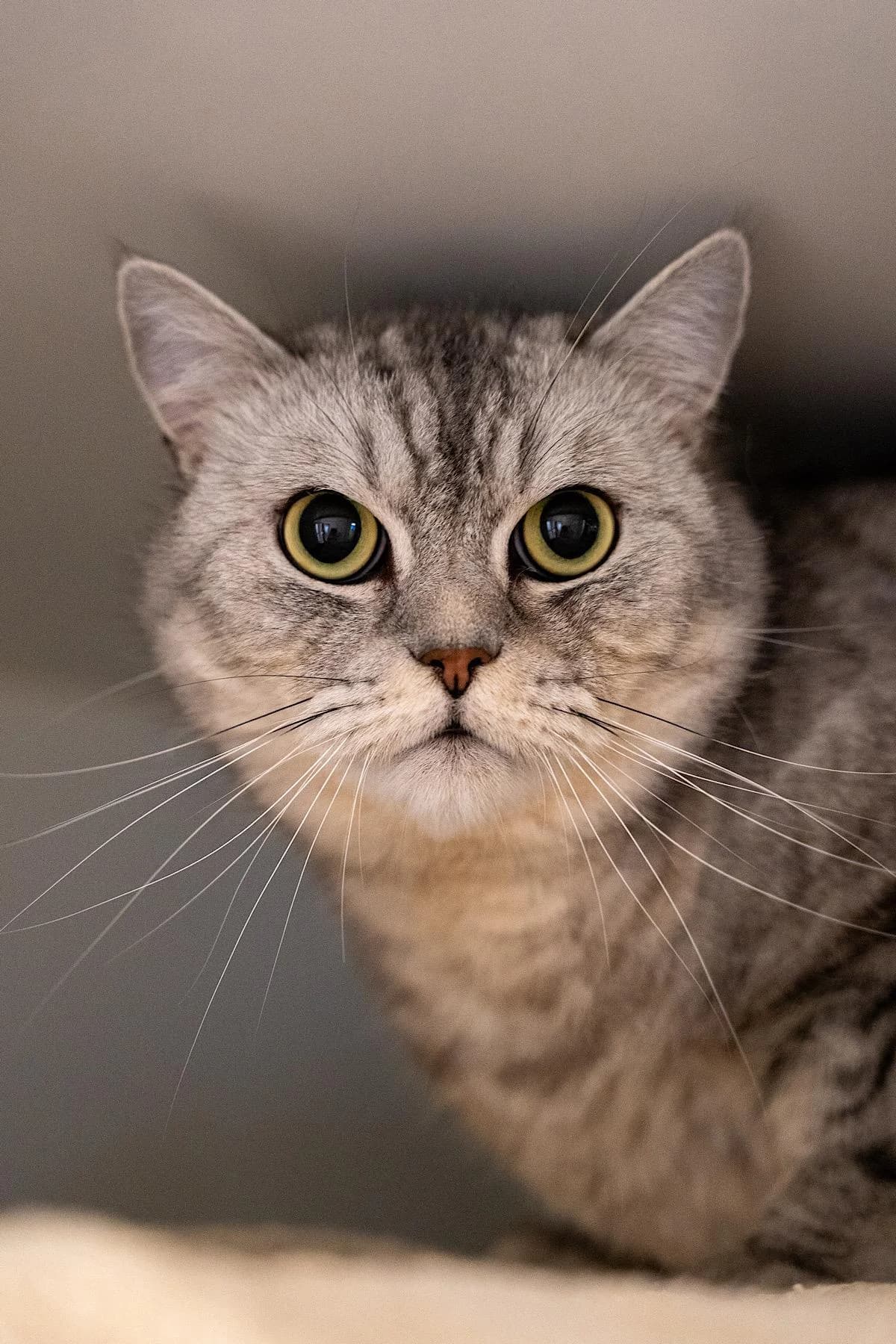 Simba, grautiger male 5yo British Shorthair for adoption at Tierheim Bochum, Bochum