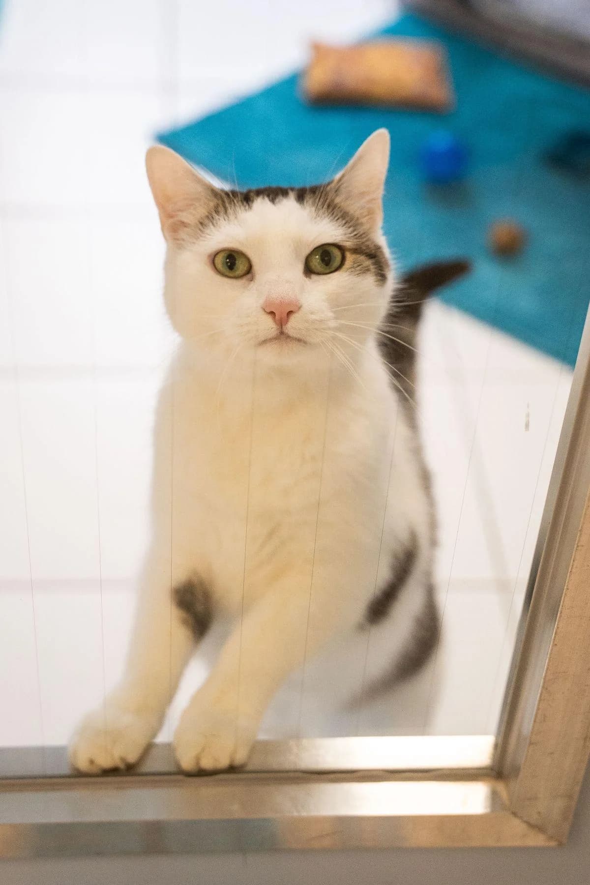 Böhnchen, weiß-getigert female 5yo European Shorthair for adoption at Tierheim Bochum, Bochum