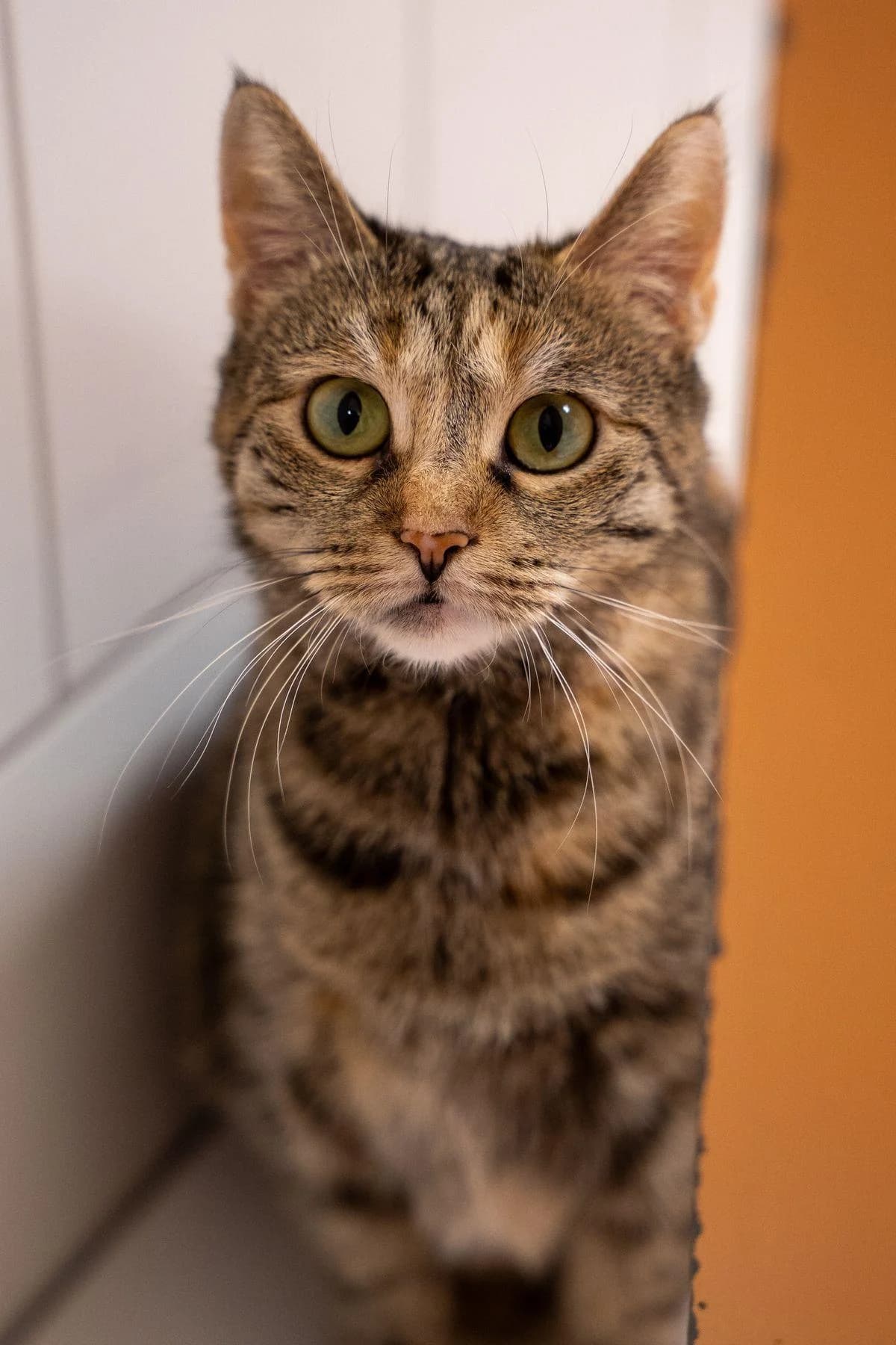 Bubble, getigert mit rot female 6yo European Shorthair for adoption at Tierheim Bochum, Bochum