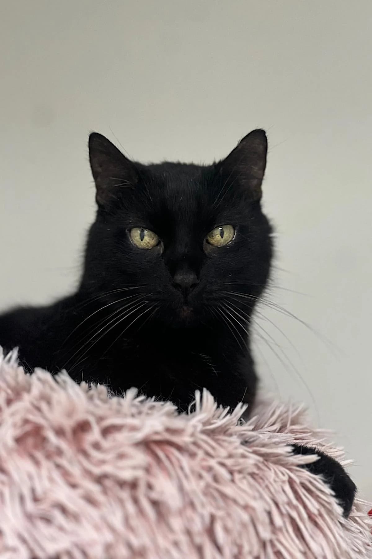 Charlie, schwarz male European Shorthair for adoption at Tierheim Bochum, Bochum
