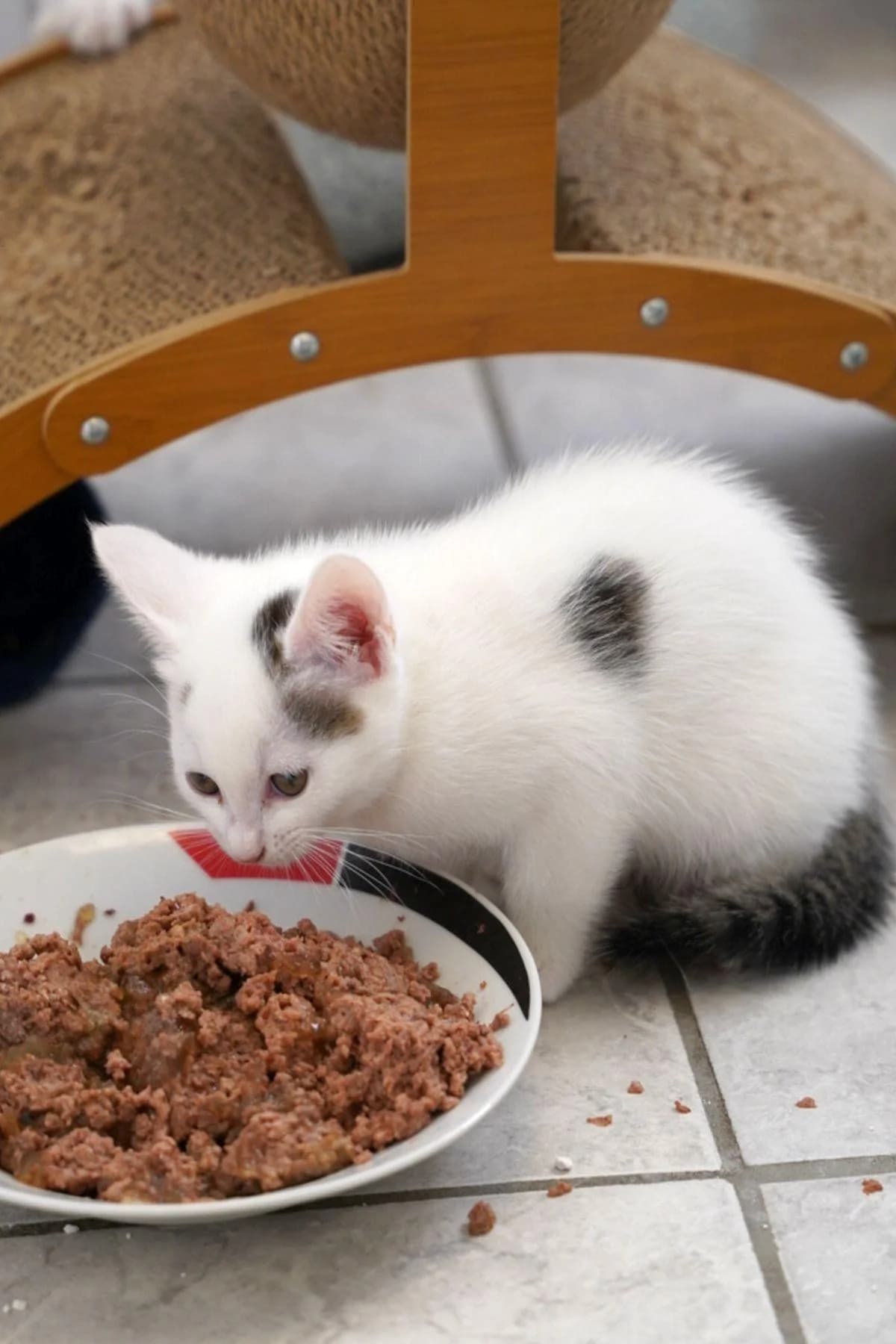Constantin, weiß-schwarz male puppy European Shorthair for adoption at Tierheim Bochum, Bochum