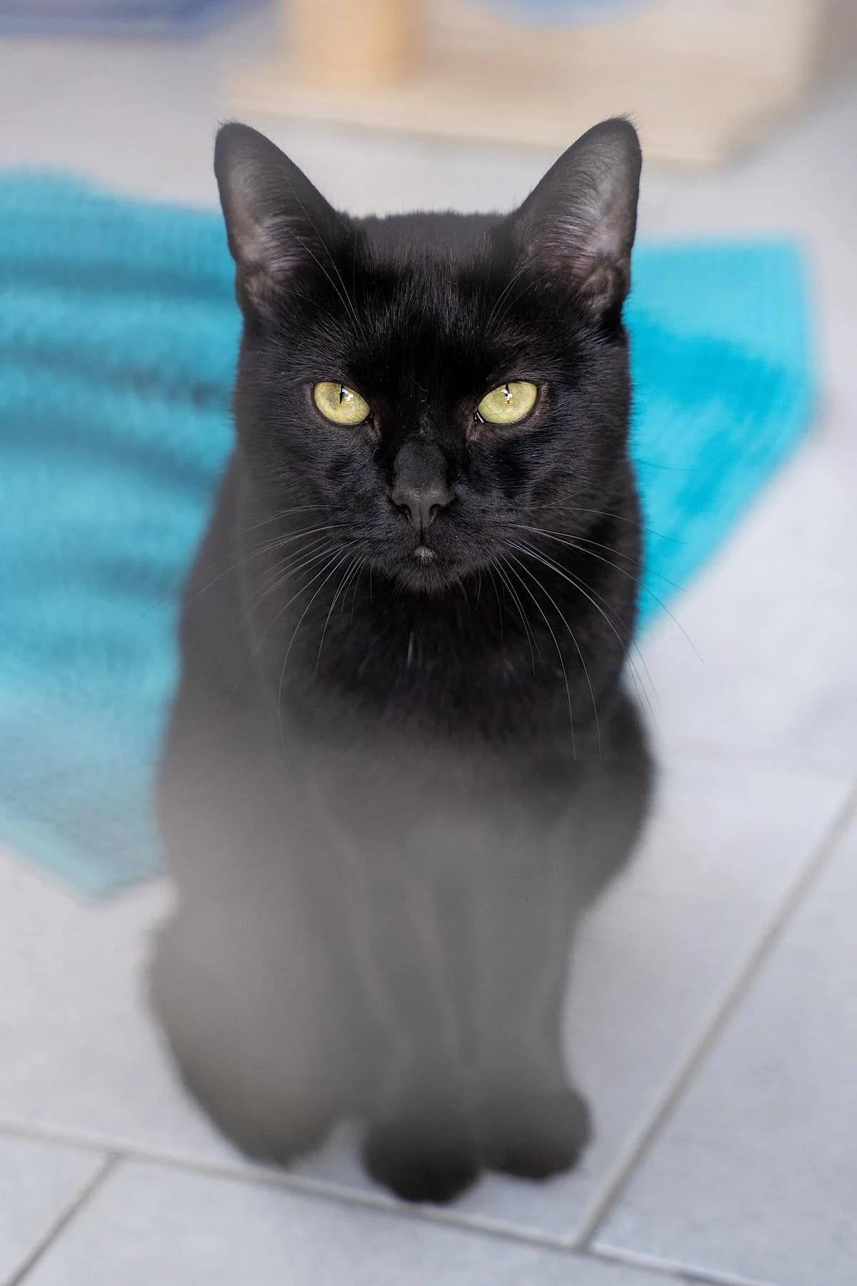 Spencer, schwarz male young European Shorthair for adoption at Tierheim Bochum, Bochum