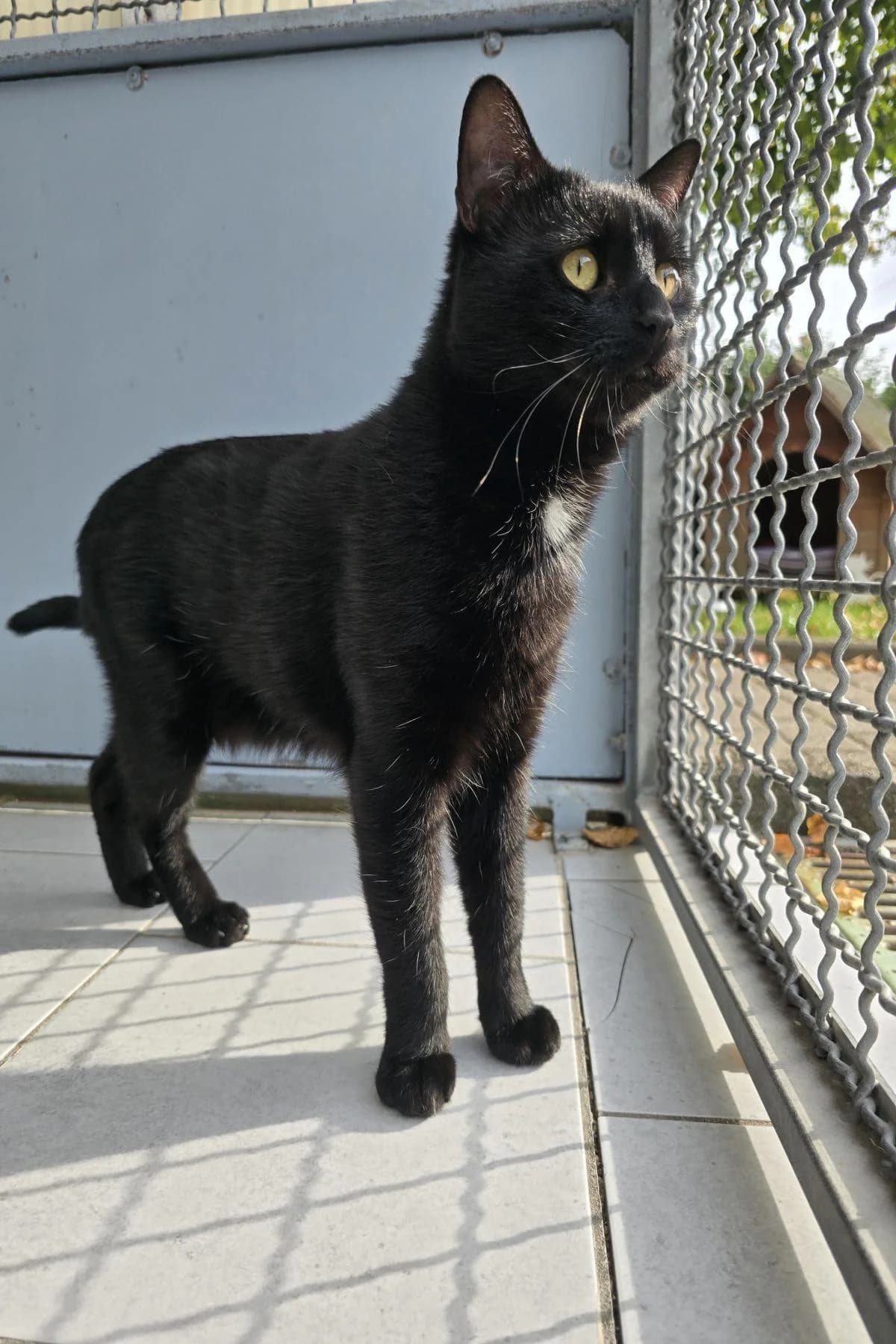Spencer, schwarz male young European Shorthair for adoption at Tierheim Bochum, Bochum