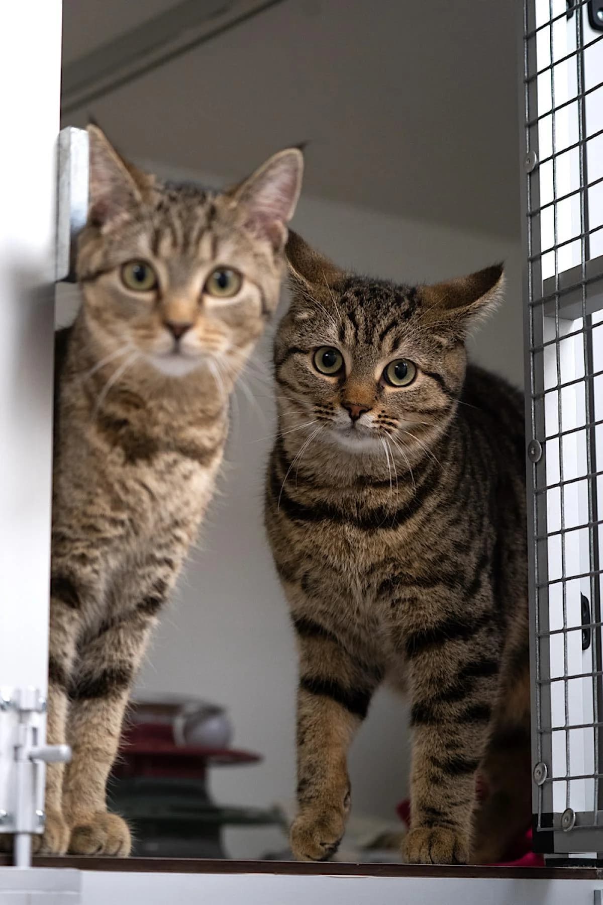 Die Chaoten, getigert male European Shorthair for adoption at Tierheim Bochum, Bochum