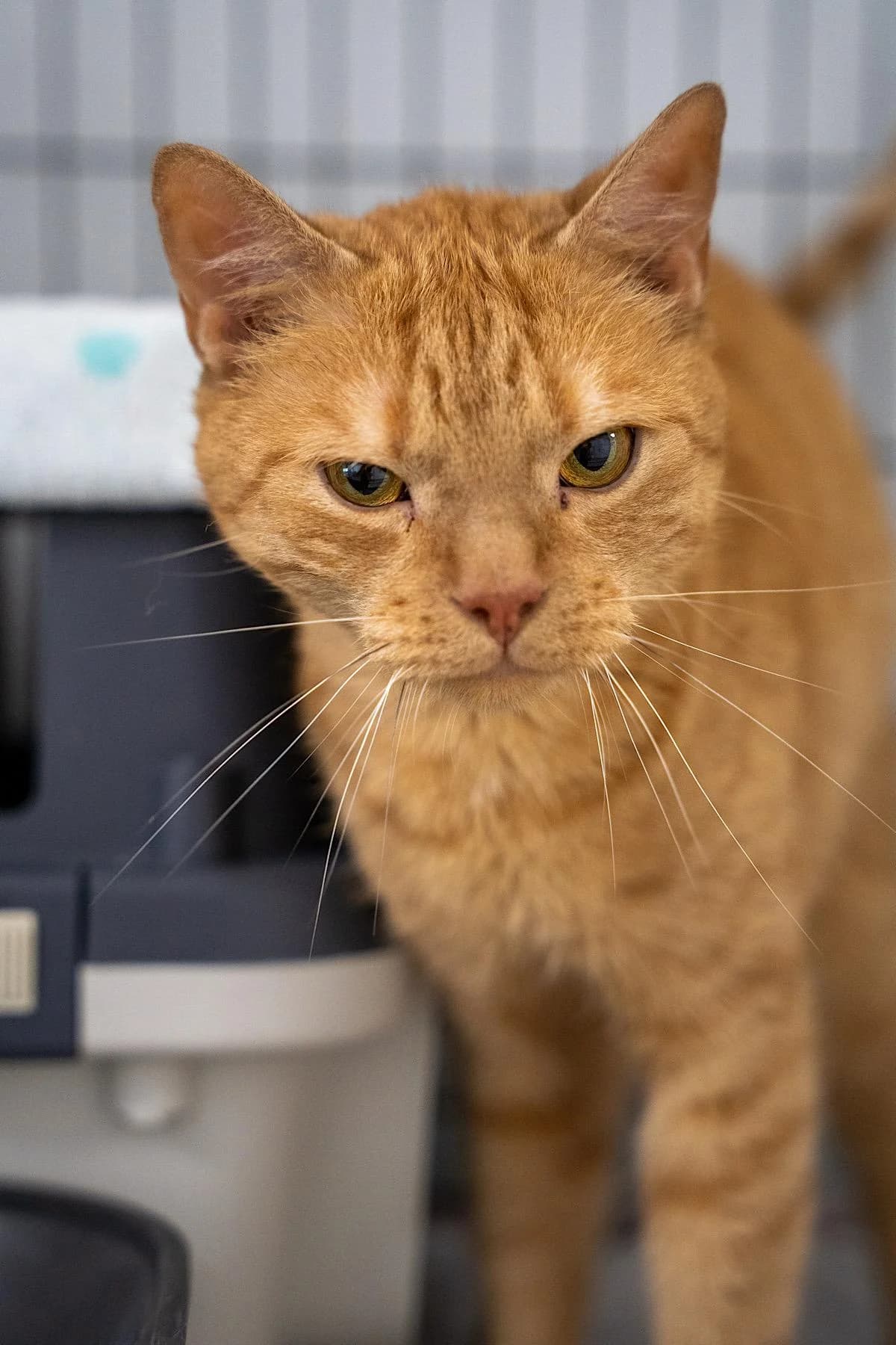 Jackomo, rot male 3yo European Shorthair for adoption at Tierheim Bochum, Bochum