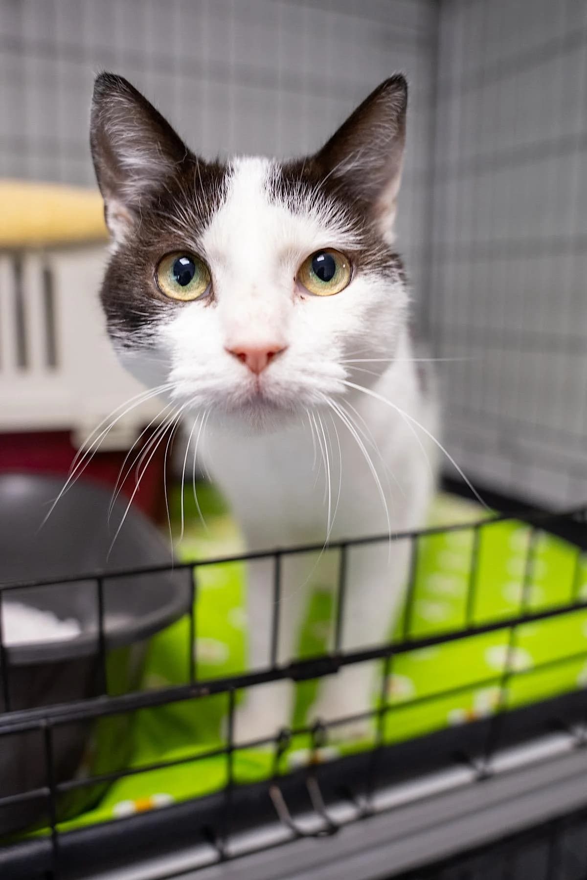 Karo, schwarz-weiß female 3yo European Shorthair for adoption at Tierheim Bochum, Bochum