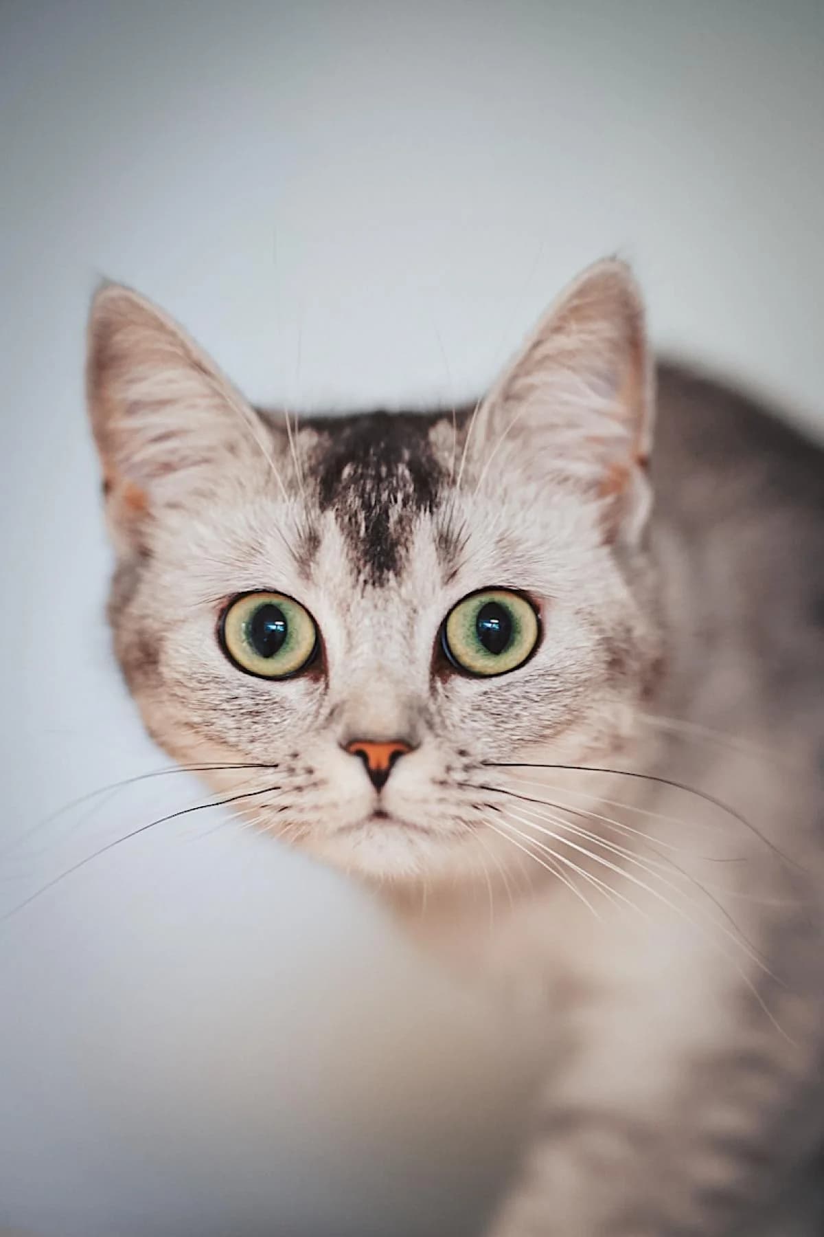 Leni, chinchilla female young European Shorthair for adoption at Tierheim Bochum, Bochum