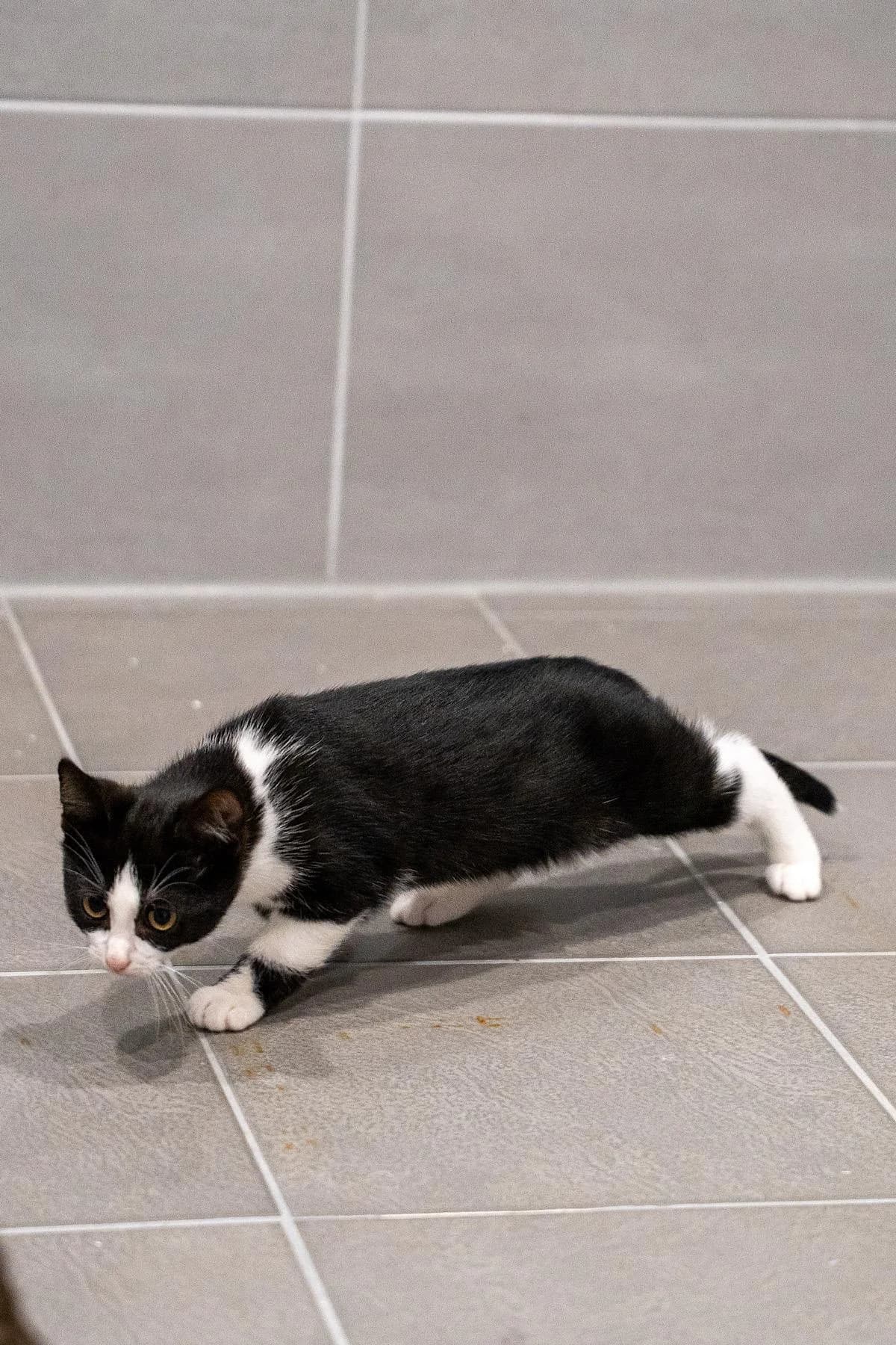 Lorna, schwarz female puppy European Shorthair for adoption at Tierheim Bochum, Bochum