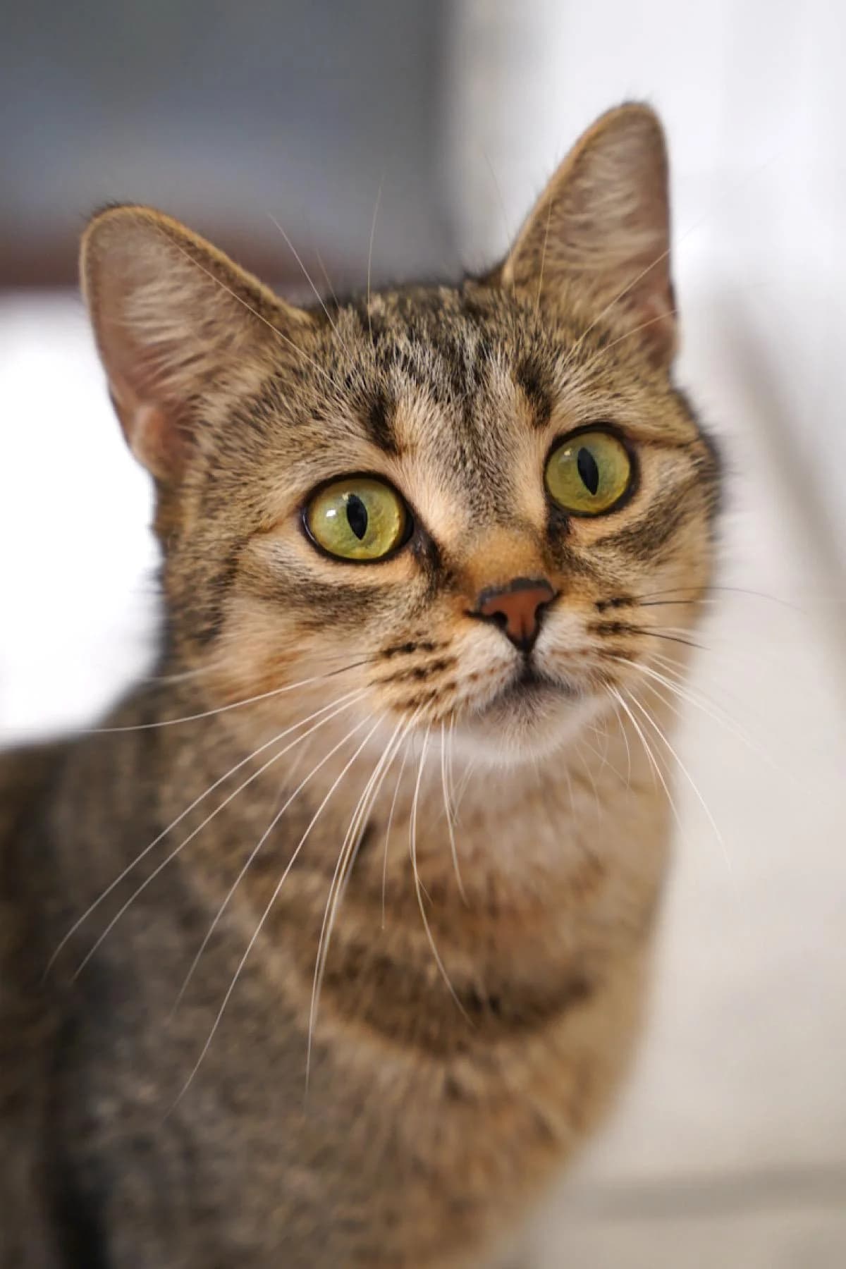Mara, brauntiger female young European Shorthair for adoption at Tierheim Bochum, Bochum