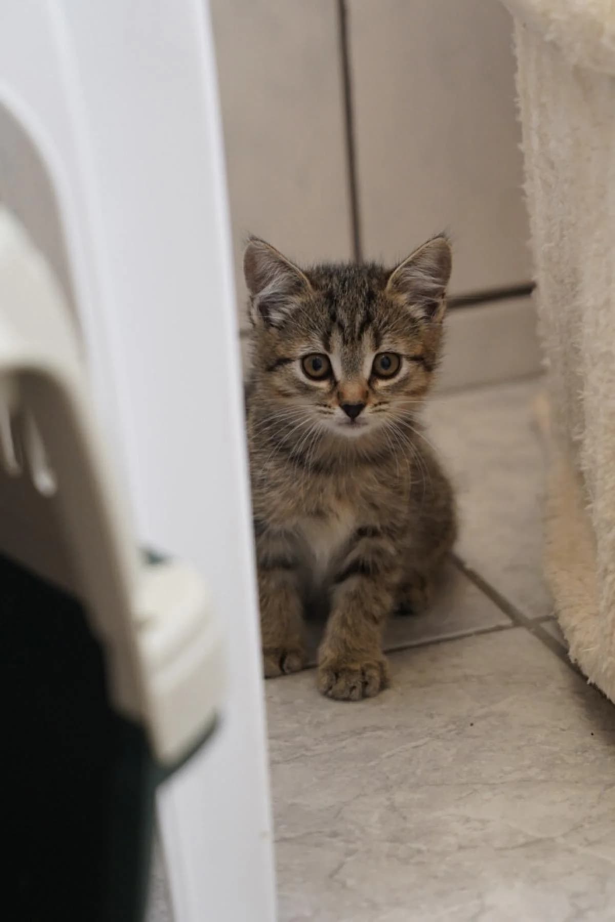 May, getigert mit rot female puppy European Shorthair for adoption at Tierheim Bochum, Bochum
