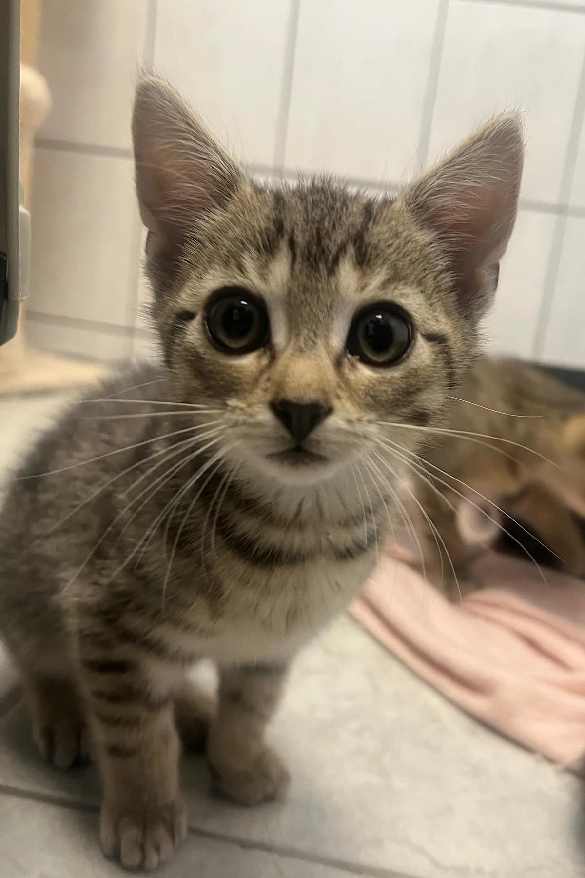 Miles, getigert male puppy European Shorthair for adoption at Tierheim Bochum, Bochum