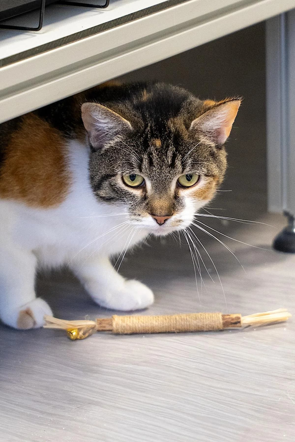 Mimi, tricolor female European Shorthair for adoption at Tierheim Bochum, Bochum