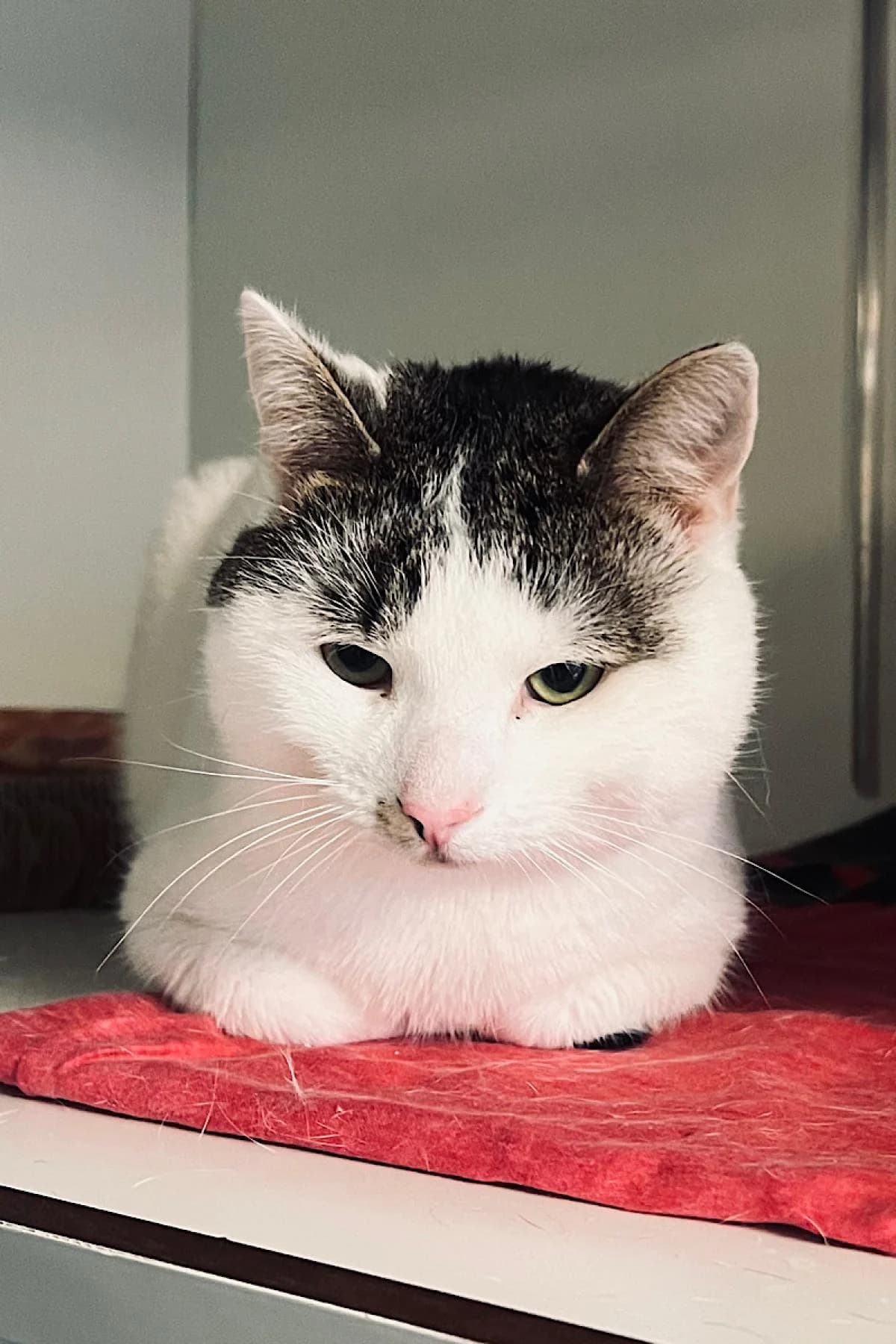 Arnold, weiß mit getigert male European Shorthair for adoption at Tierheim Bochum, Bochum