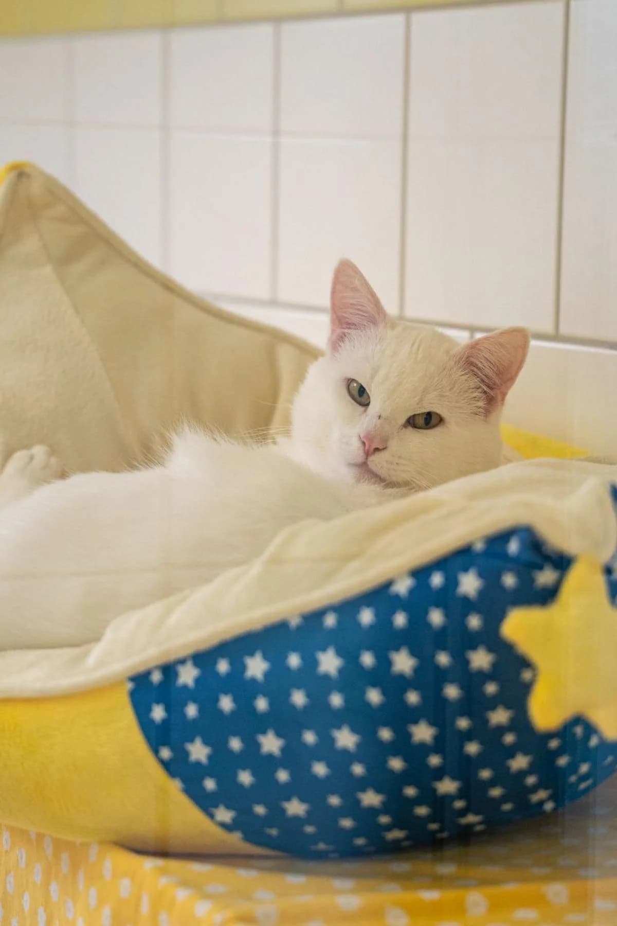 Luka, weiß male 5yo European Shorthair for adoption at Tierheim Bochum, Bochum
