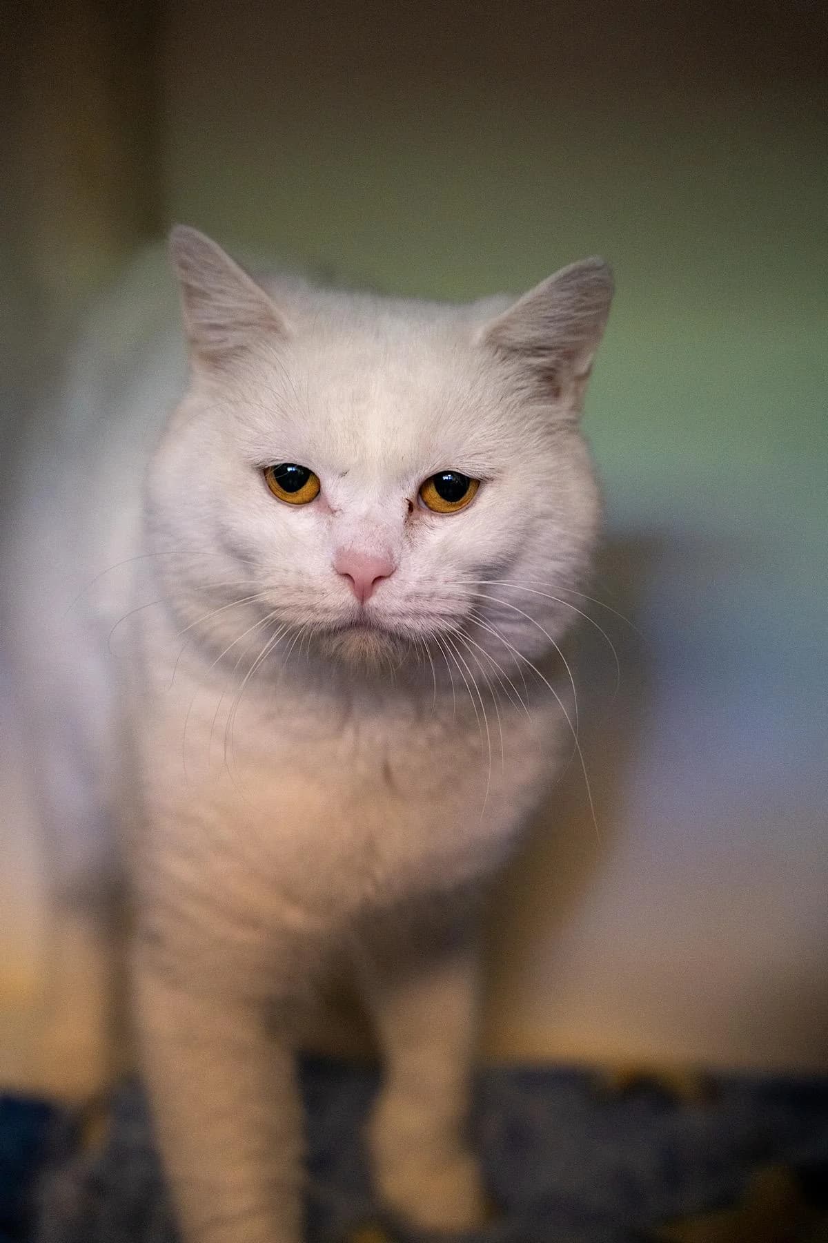 Olliver, weiß male young European Shorthair for adoption at Tierheim Bochum, Bochum