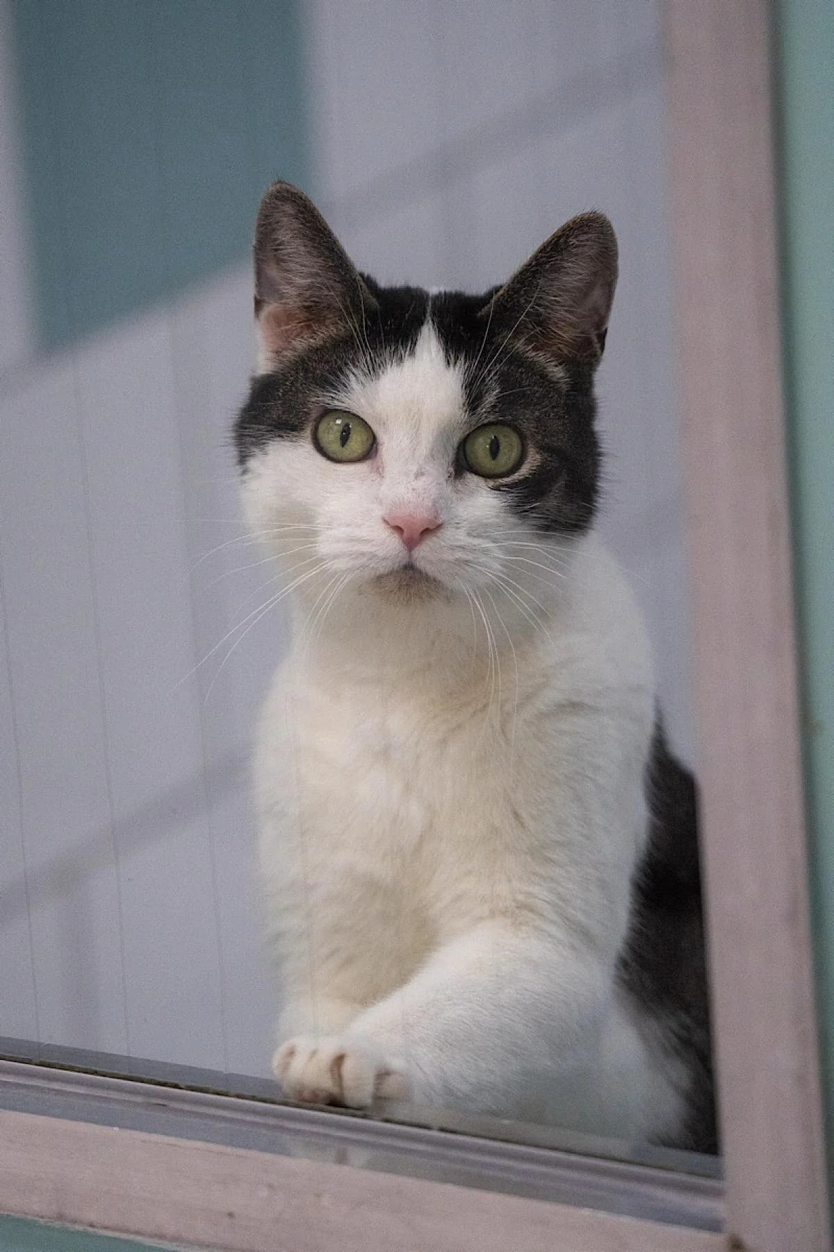 Motzi, getigert mit weiß male European Shorthair for adoption at Tierheim Bochum, Bochum