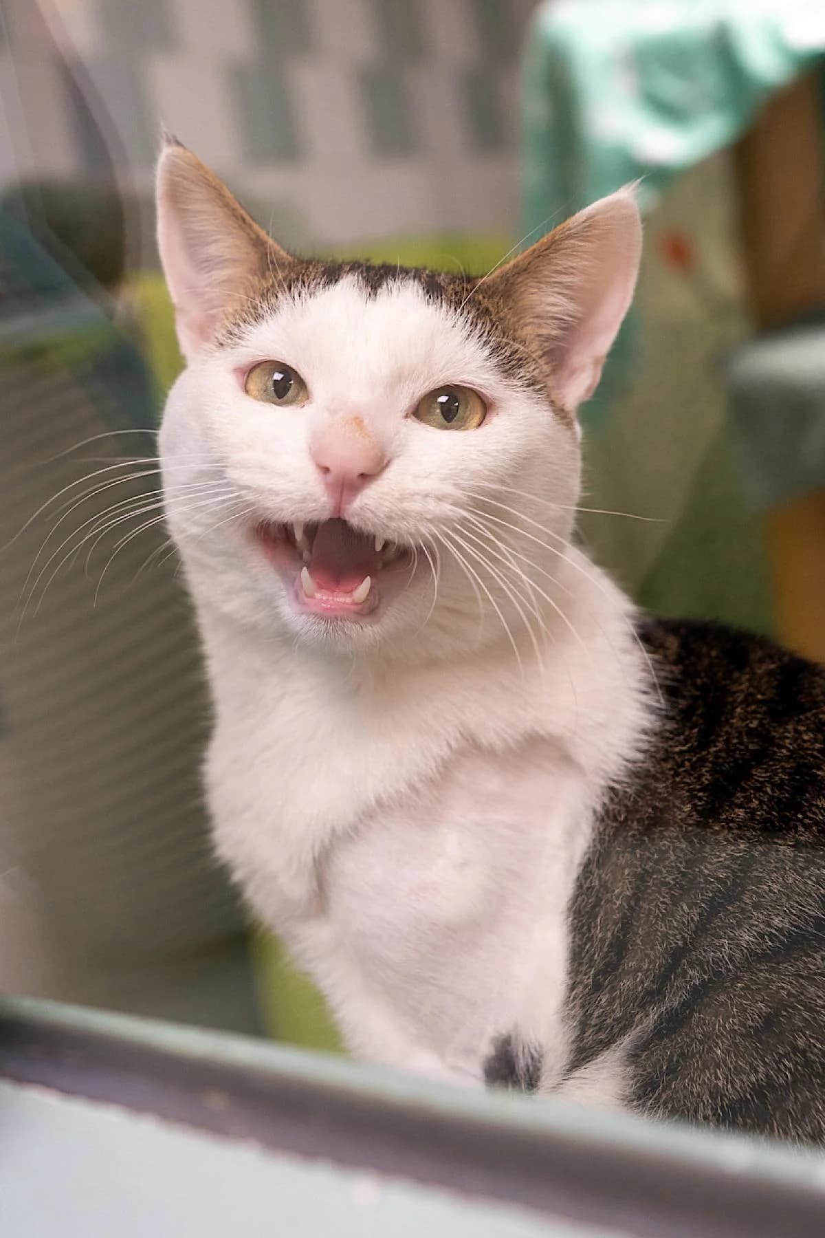 Pavi, weiß mit getigert male 4yo European Shorthair for adoption at Tierheim Bochum, Bochum