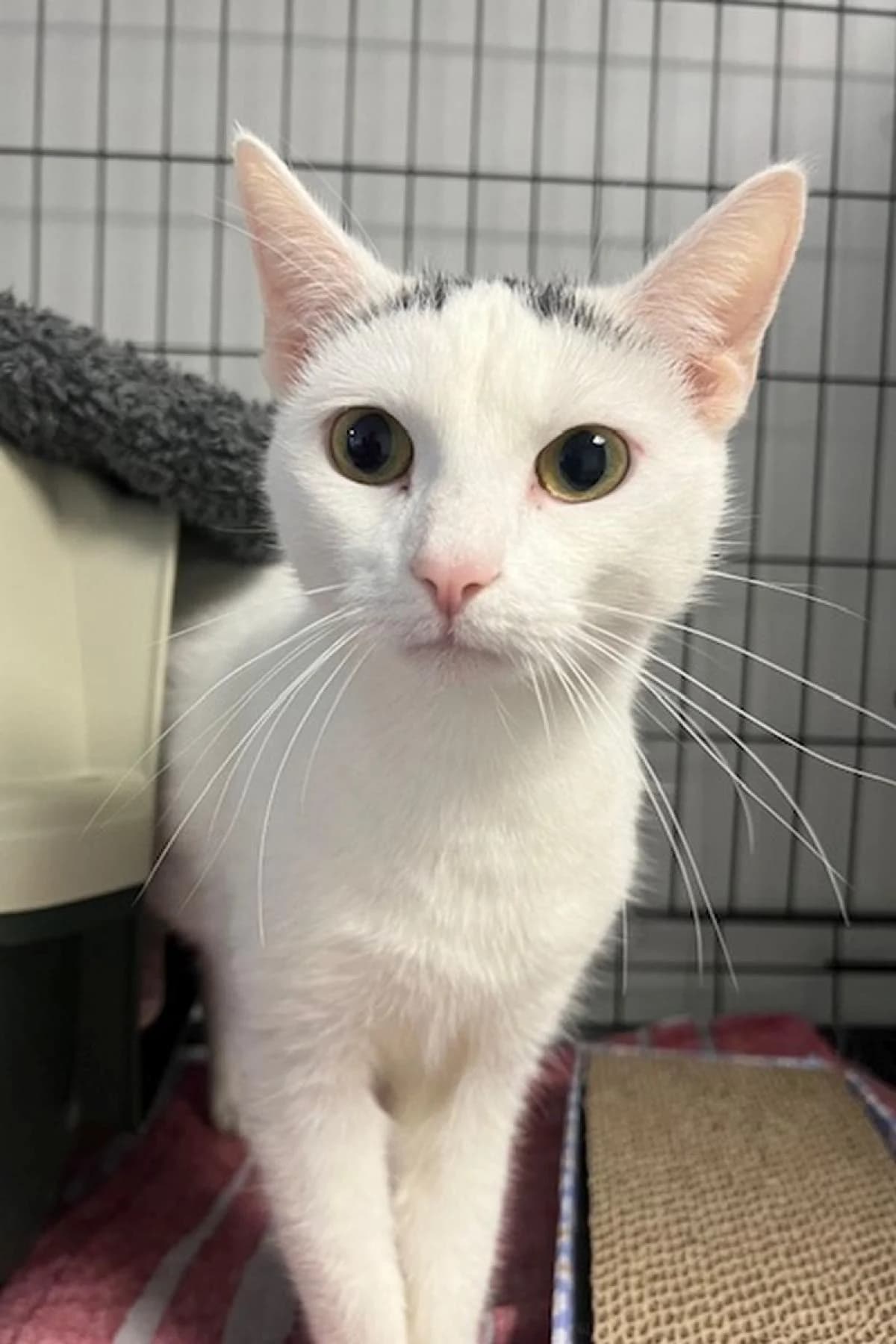Pika, weiß mit grau female European Shorthair for adoption at Tierheim Bochum, Bochum