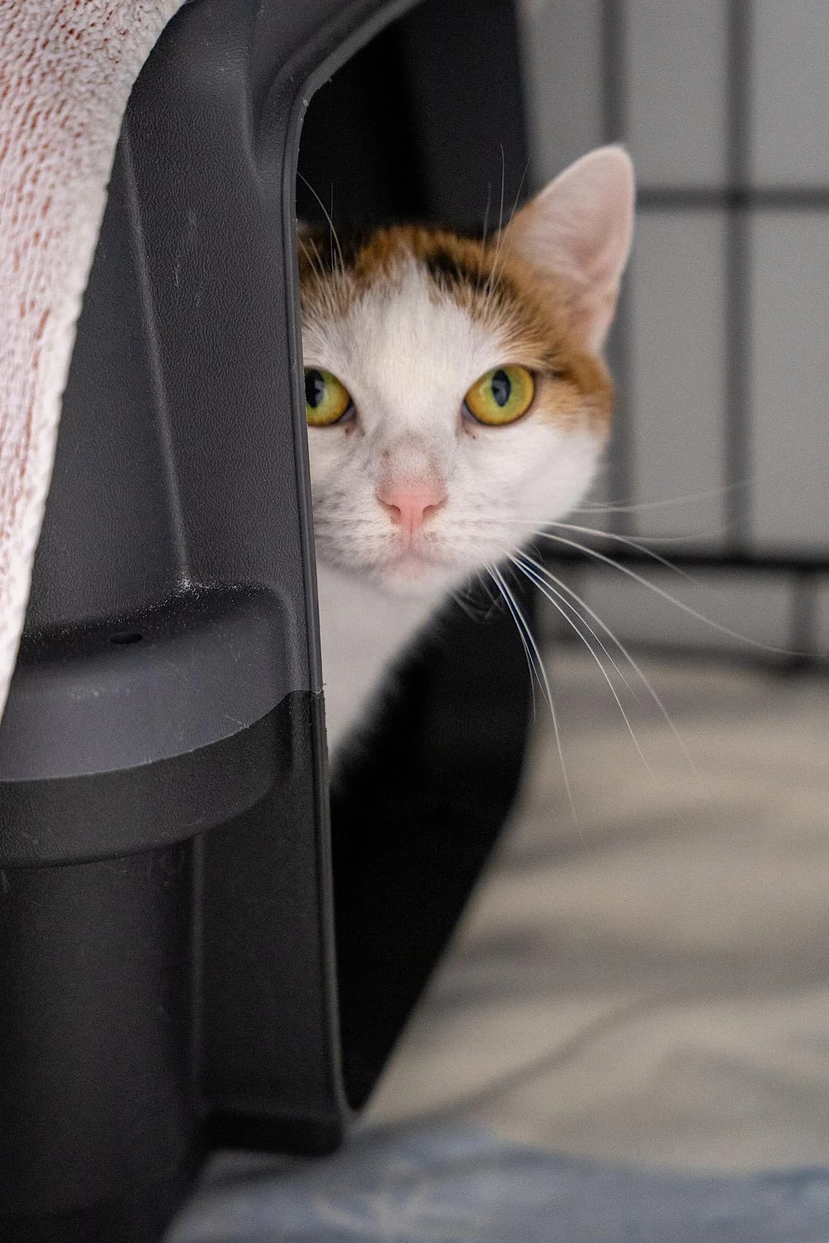 Rina, tricolor female 3yo European Shorthair for adoption at Tierheim Bochum, Bochum