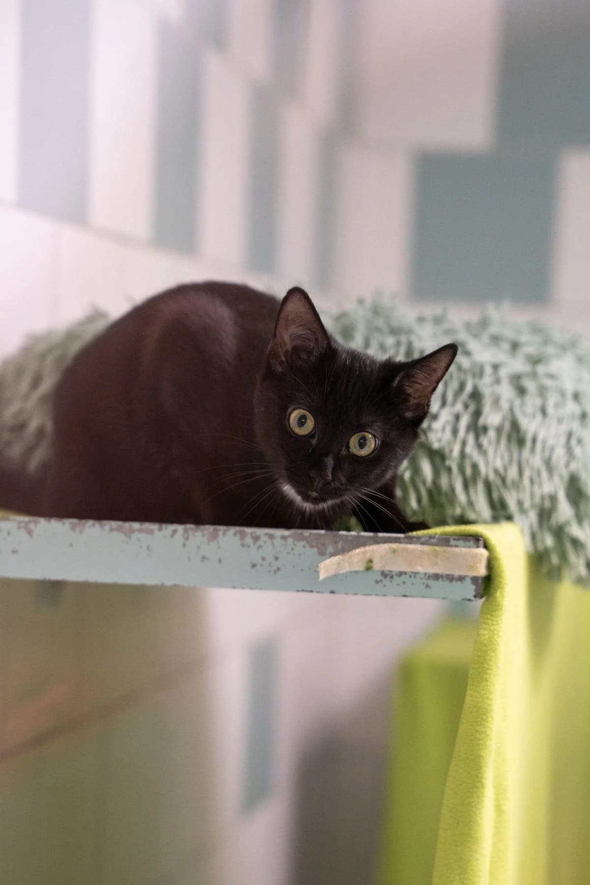 Kovu, schwarz male puppy European Shorthair for adoption at Tierheim Bochum, Bochum