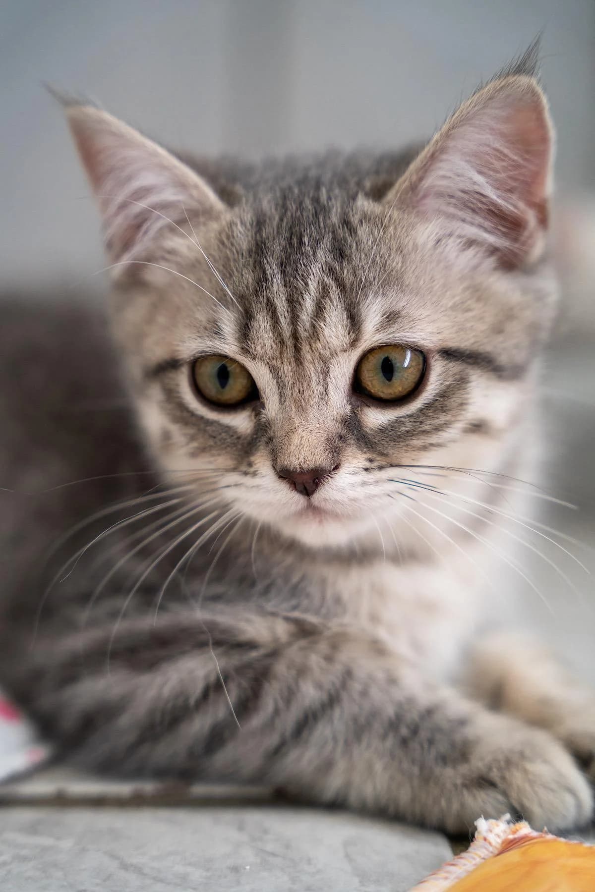 Smoky, grautiger male puppy European Shorthair for adoption at Tierheim Bochum, Bochum