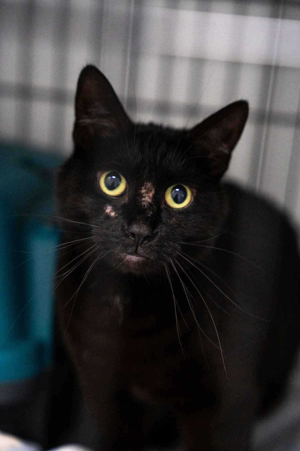 Skippö, schwarz male 3yo European Shorthair for adoption at Tierheim Bochum, Bochum