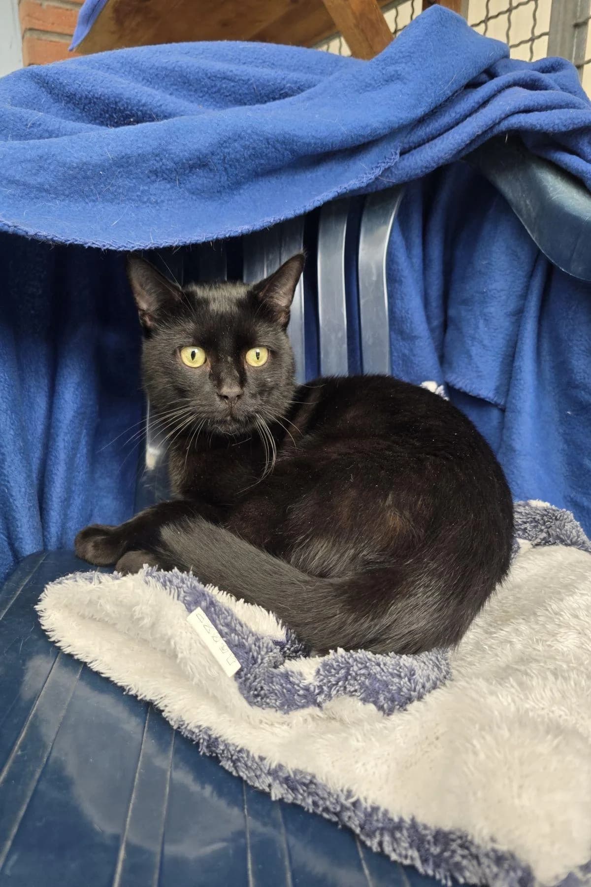 Spike, schwarz male young European Shorthair for adoption at Tierheim Bochum, Bochum