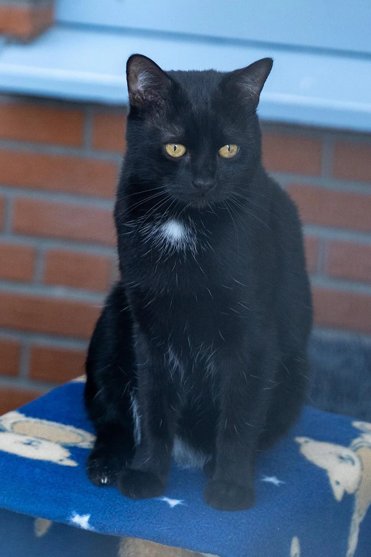 Spike, schwarz male young European Shorthair for adoption at Tierheim Bochum, Bochum