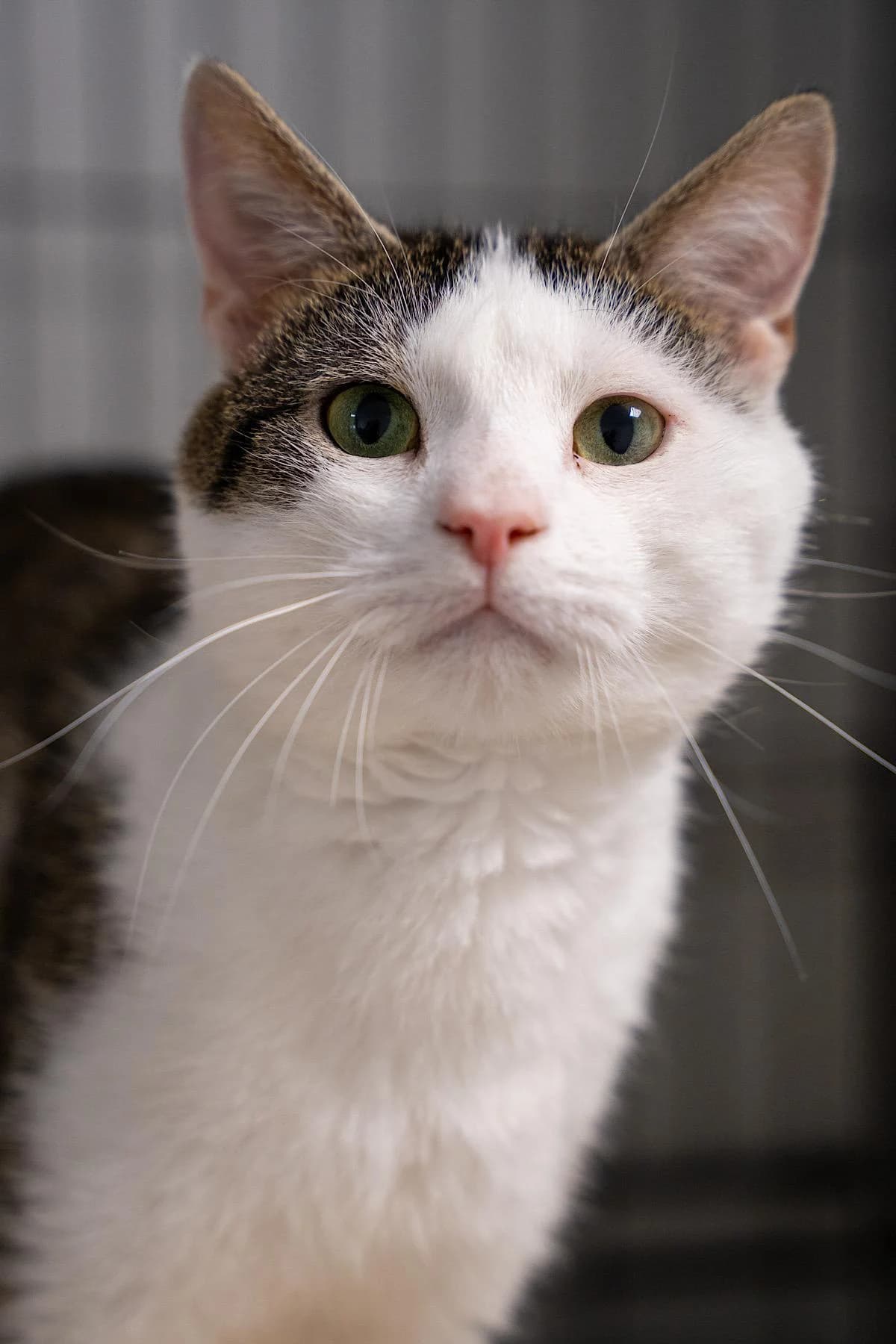 Ulf, weiß-getigert male 4yo European Shorthair for adoption at Tierheim Bochum, Bochum