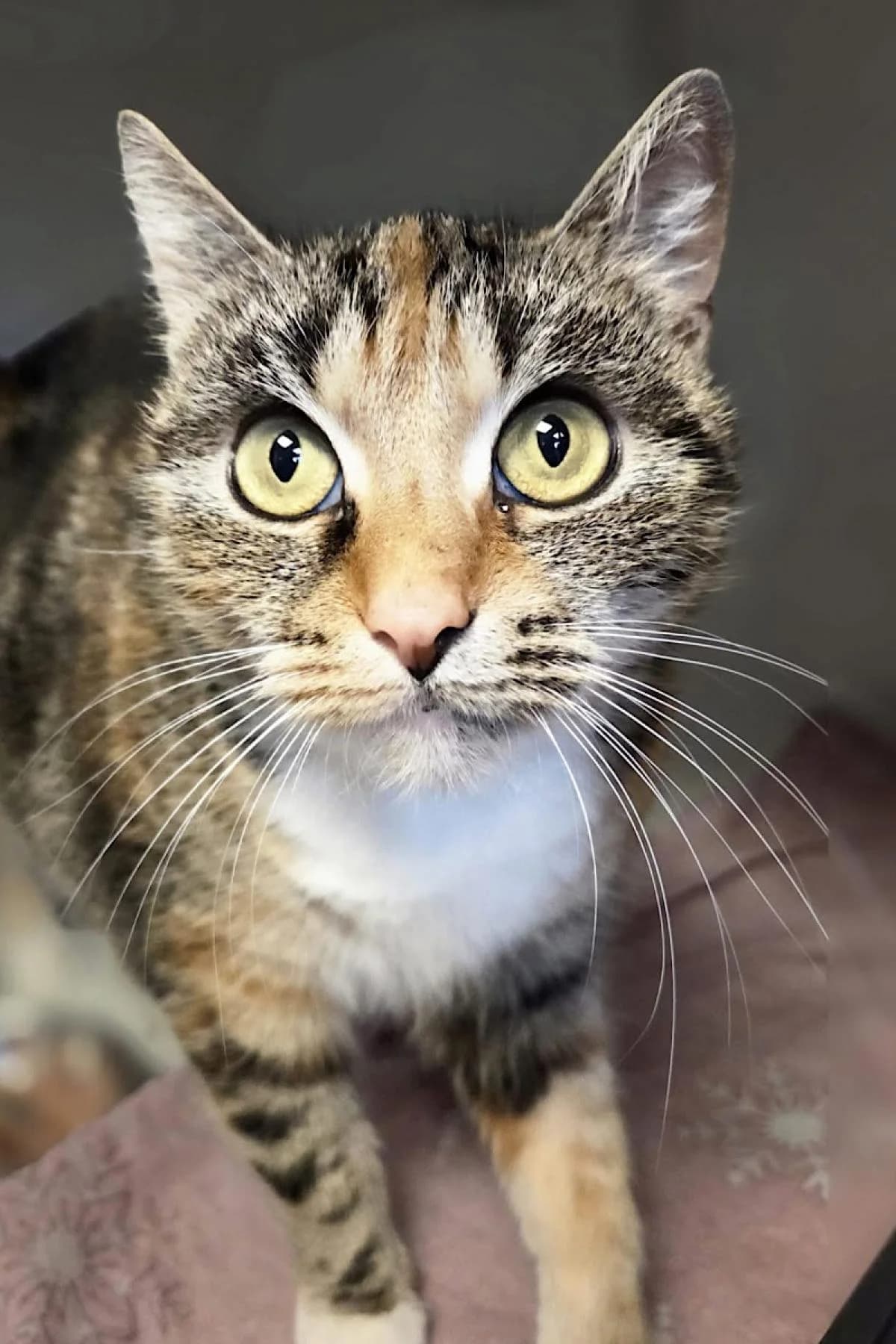 Vera, tricolor female 6yo European Shorthair for adoption at Tierheim Bochum, Bochum