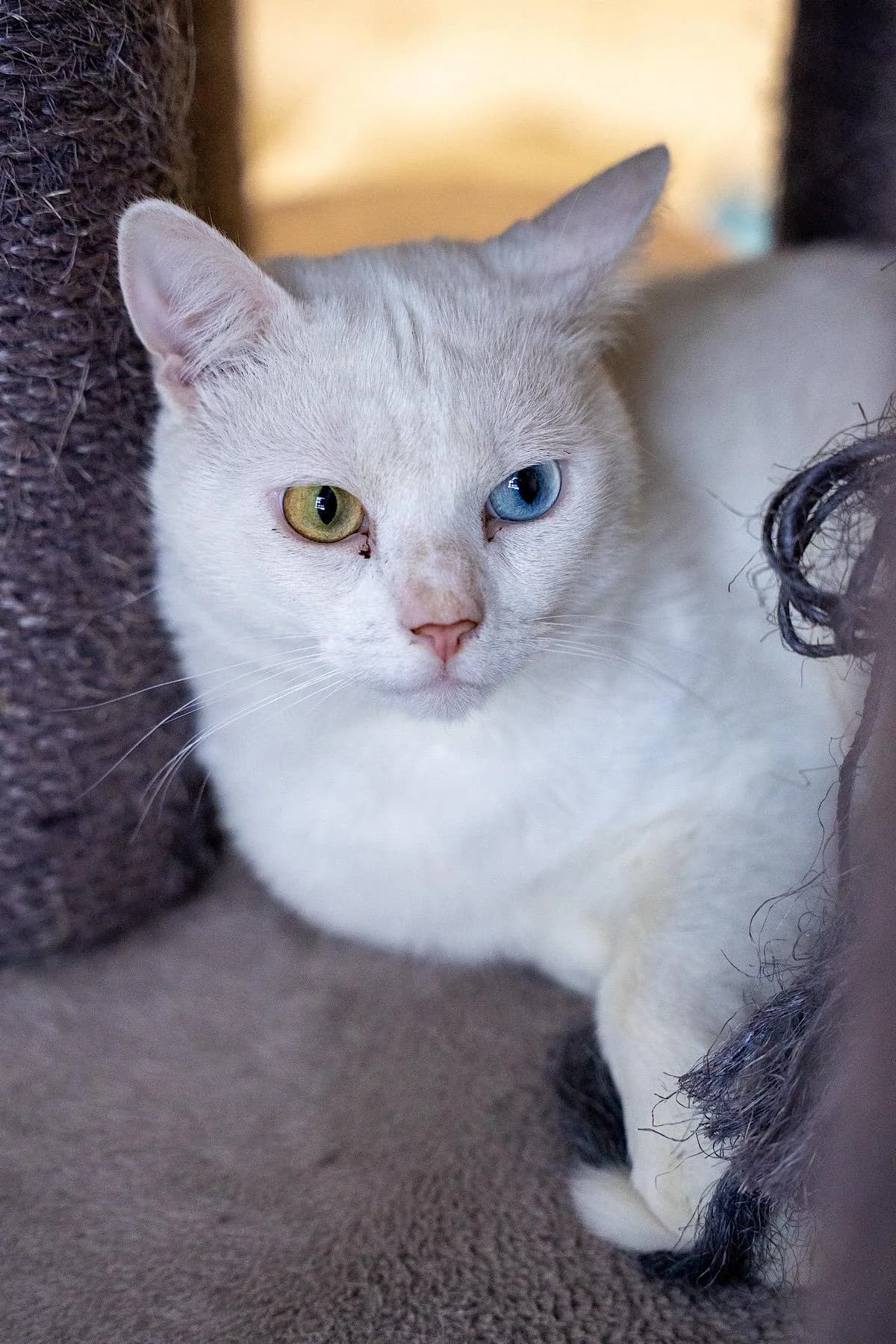 Zappel, weiΓ male young European Shorthair for adoption at Tierheim Bochum, Bochum