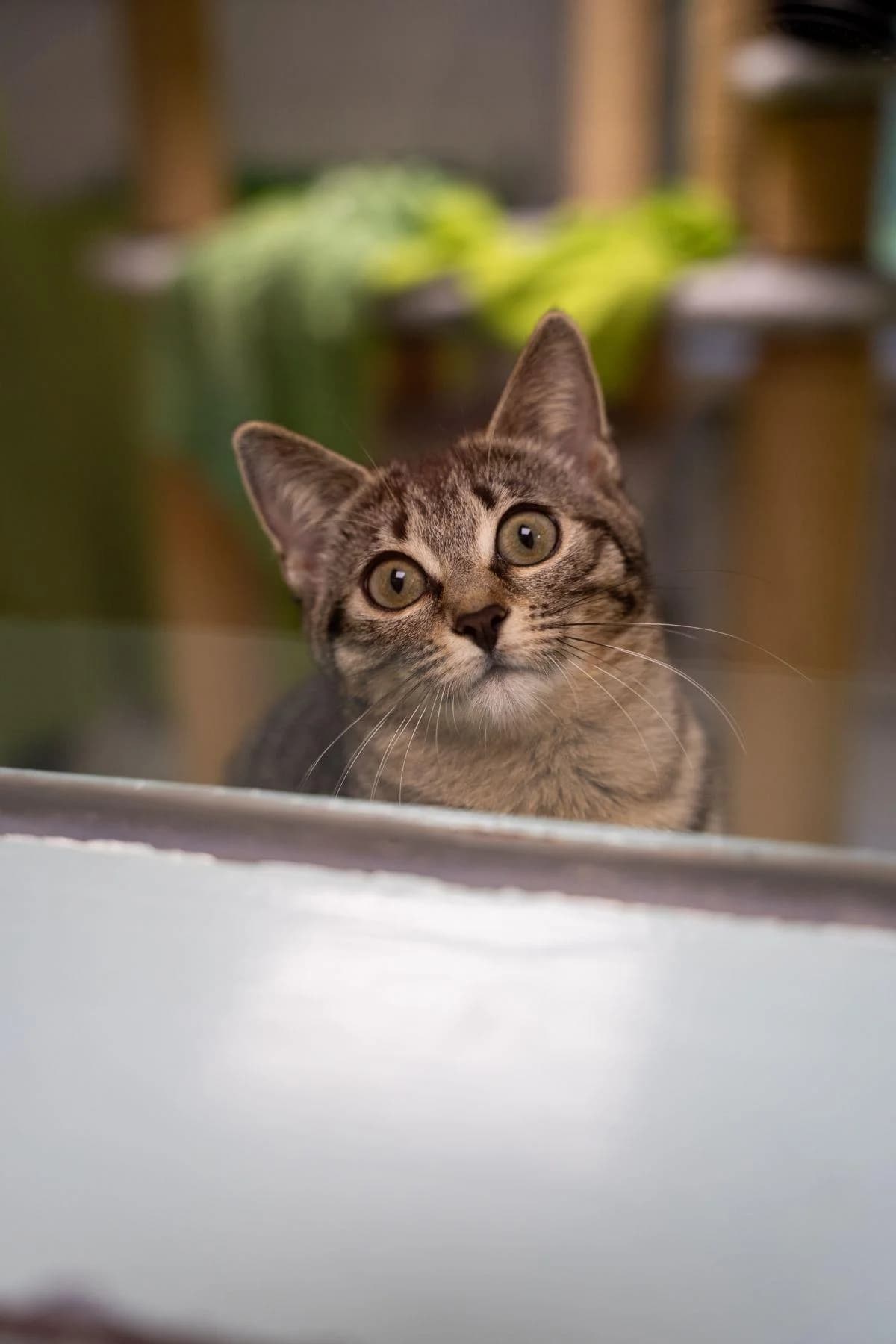 Yuna, getigert female puppy European Shorthair for adoption at Tierheim Bochum, Bochum