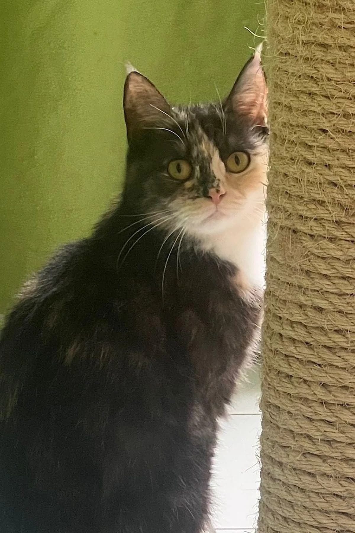 Lisa, tricolor female 3yo European Shorthair for adoption at Tierheim Bochum, Bochum