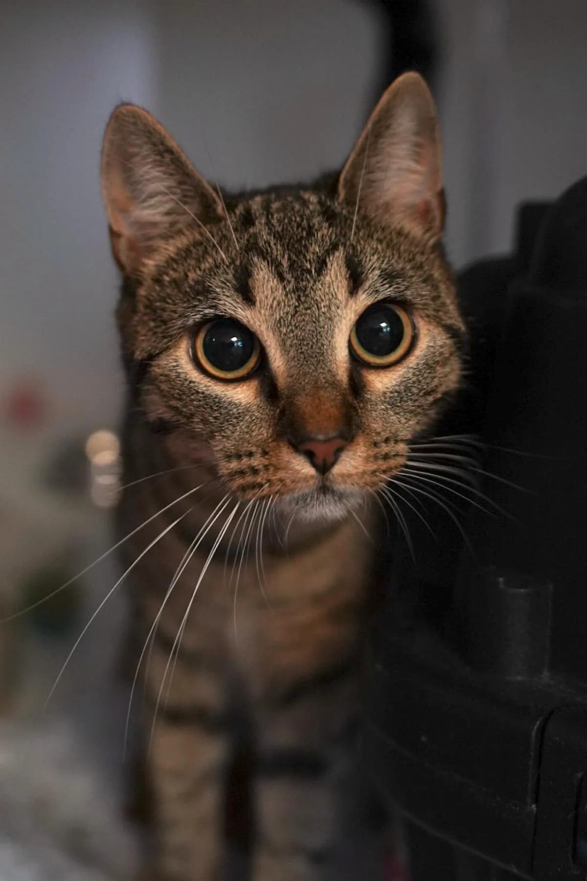Katze, getigert female young European Shorthair for adoption at Tierheim Bochum, Bochum