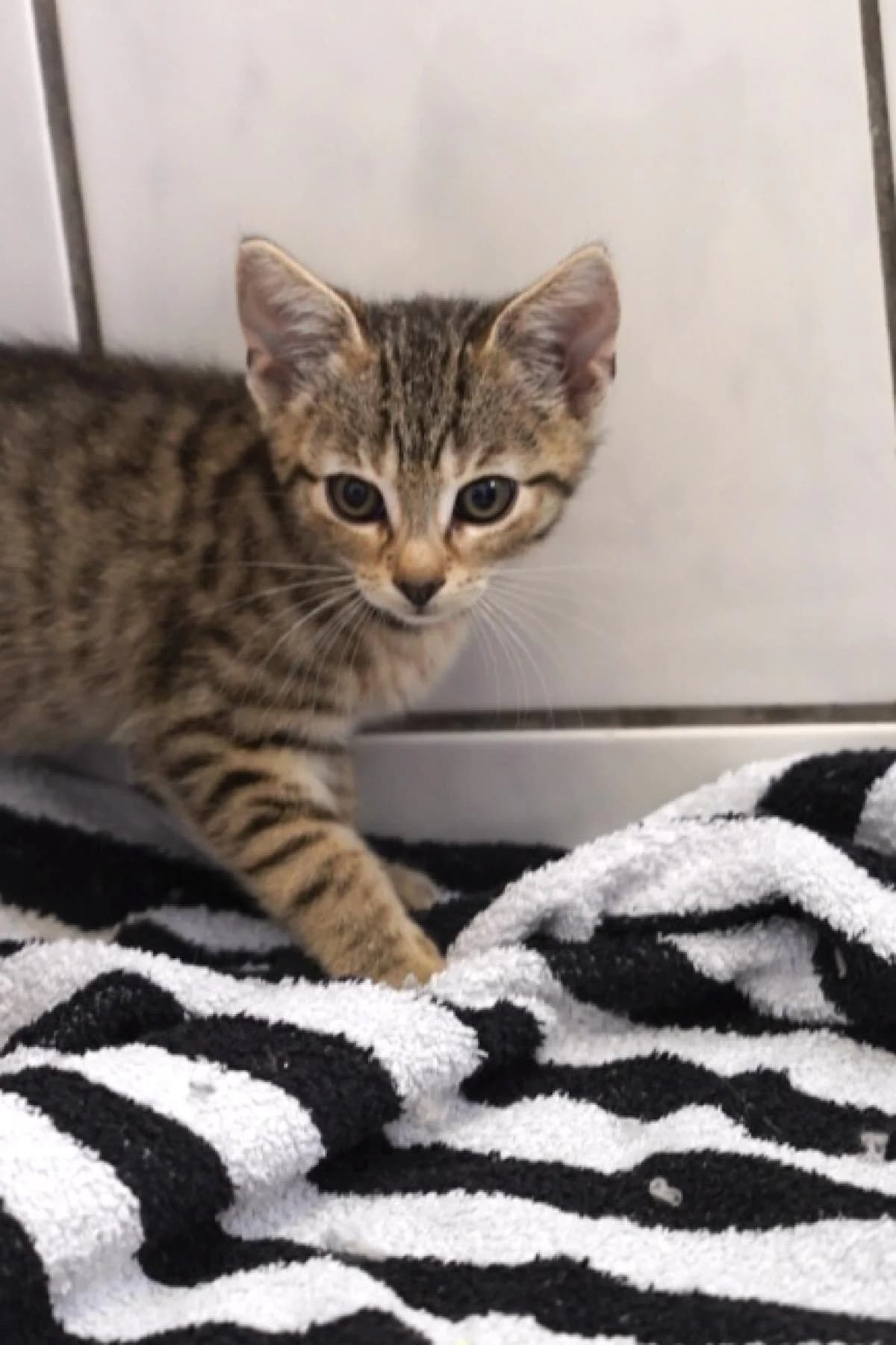Mac Gargan, getigert male puppy European Shorthair for adoption at Tierheim Bochum, Bochum